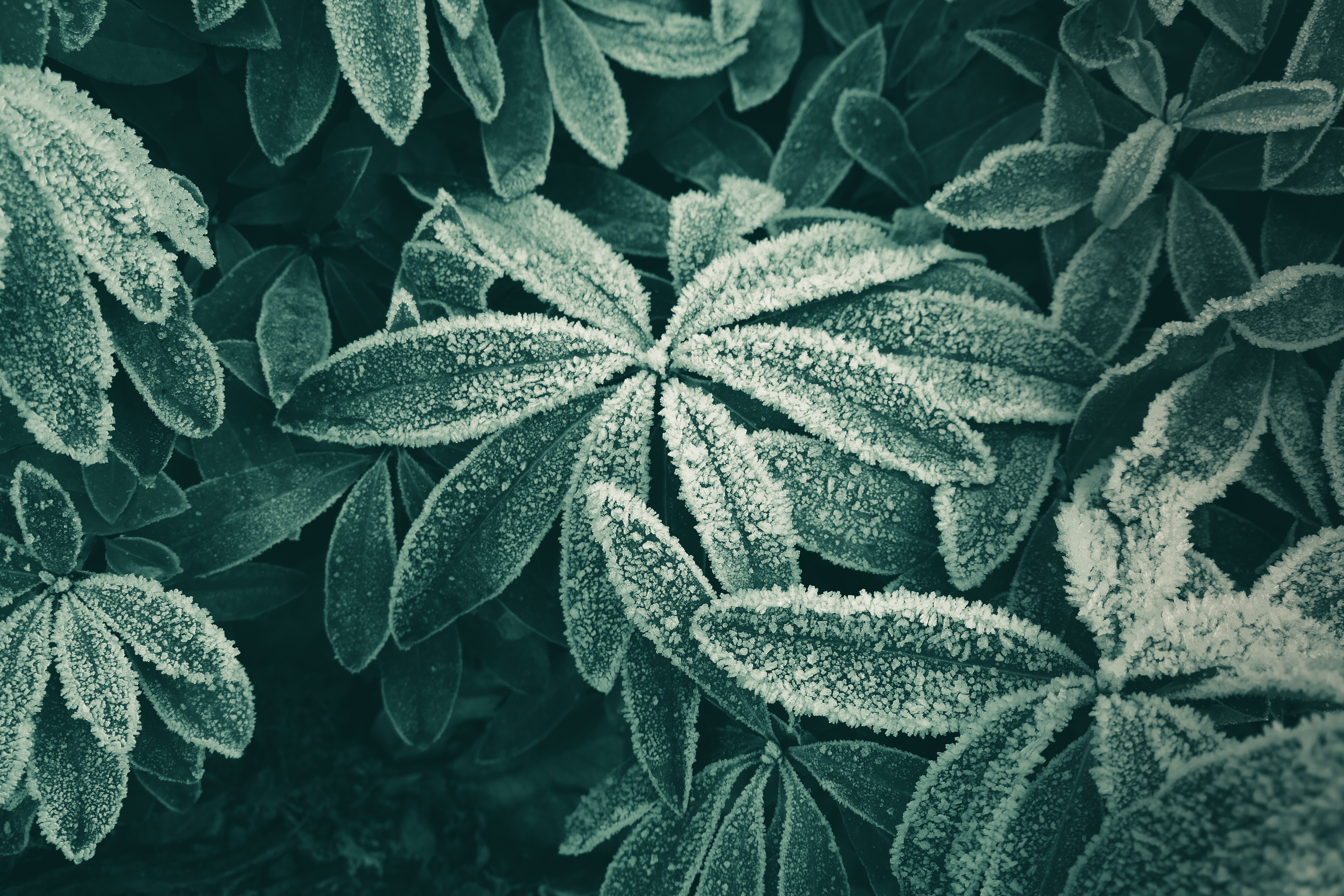 Green leaves covered in frost in winter HD Wallpaper