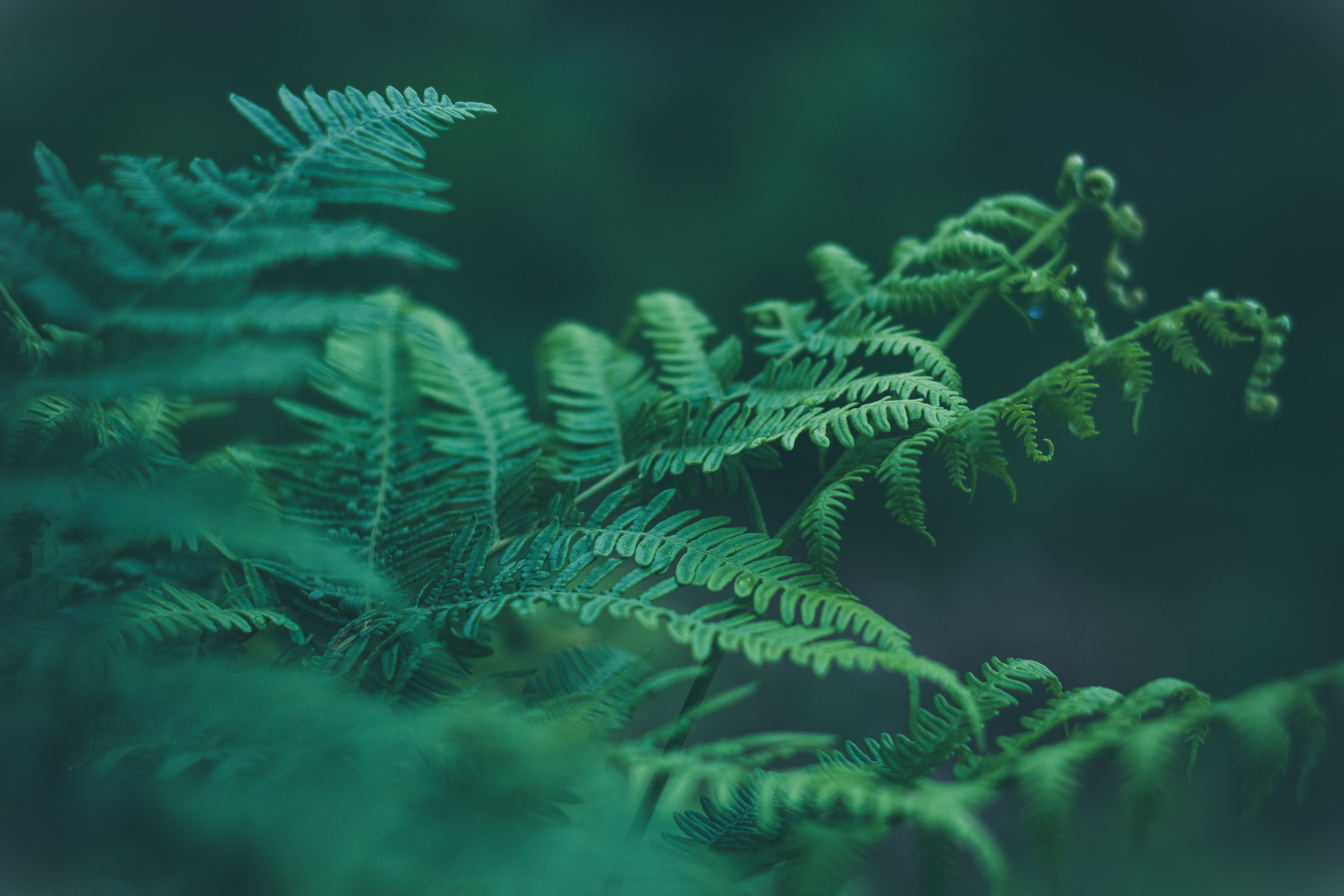 Close-up of green fern fronds in a forest HD Wallpaper