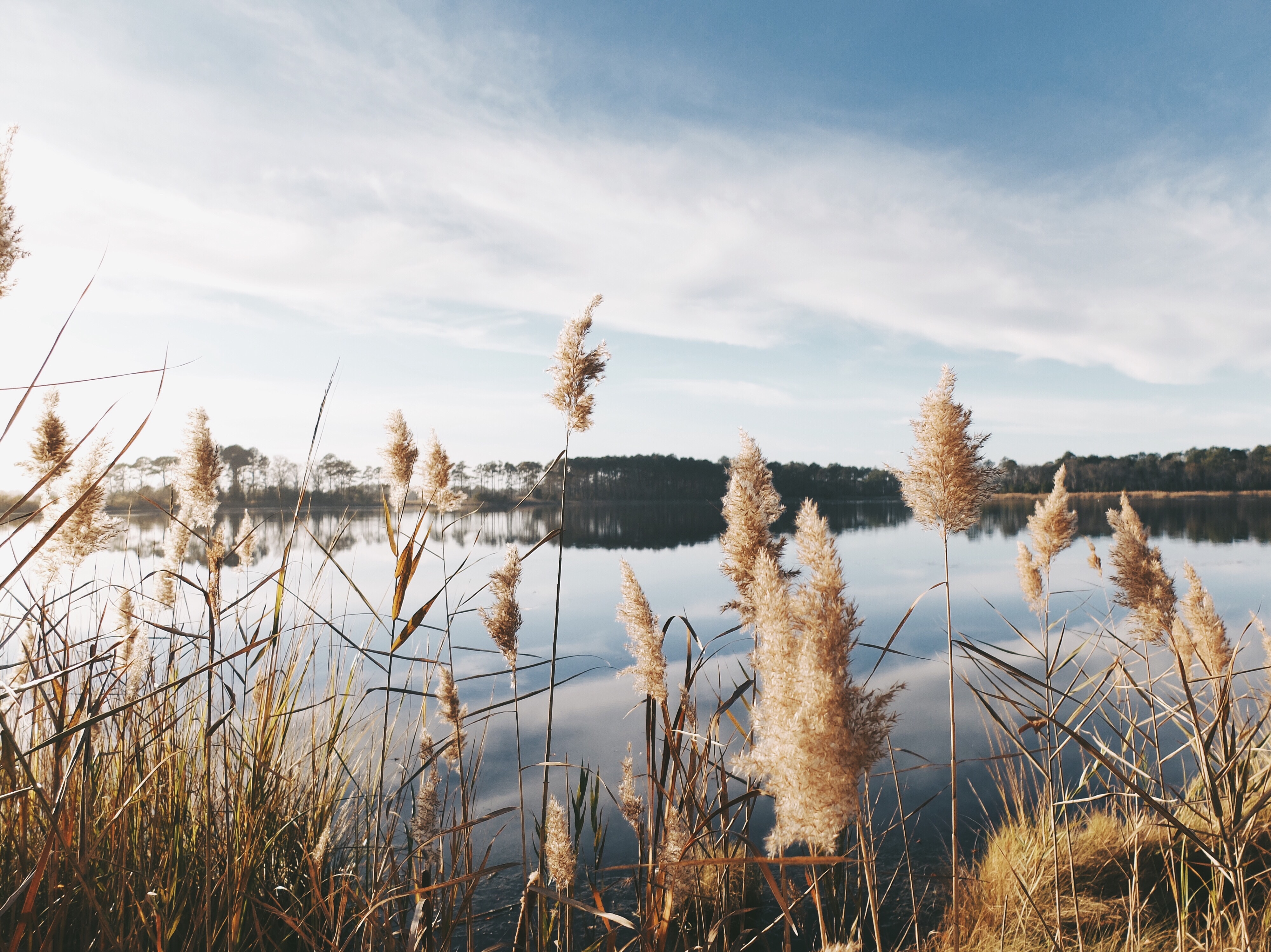 Reeds Reflecting in a Calm Lake Under a Cloudy Sky HD Wallpaper