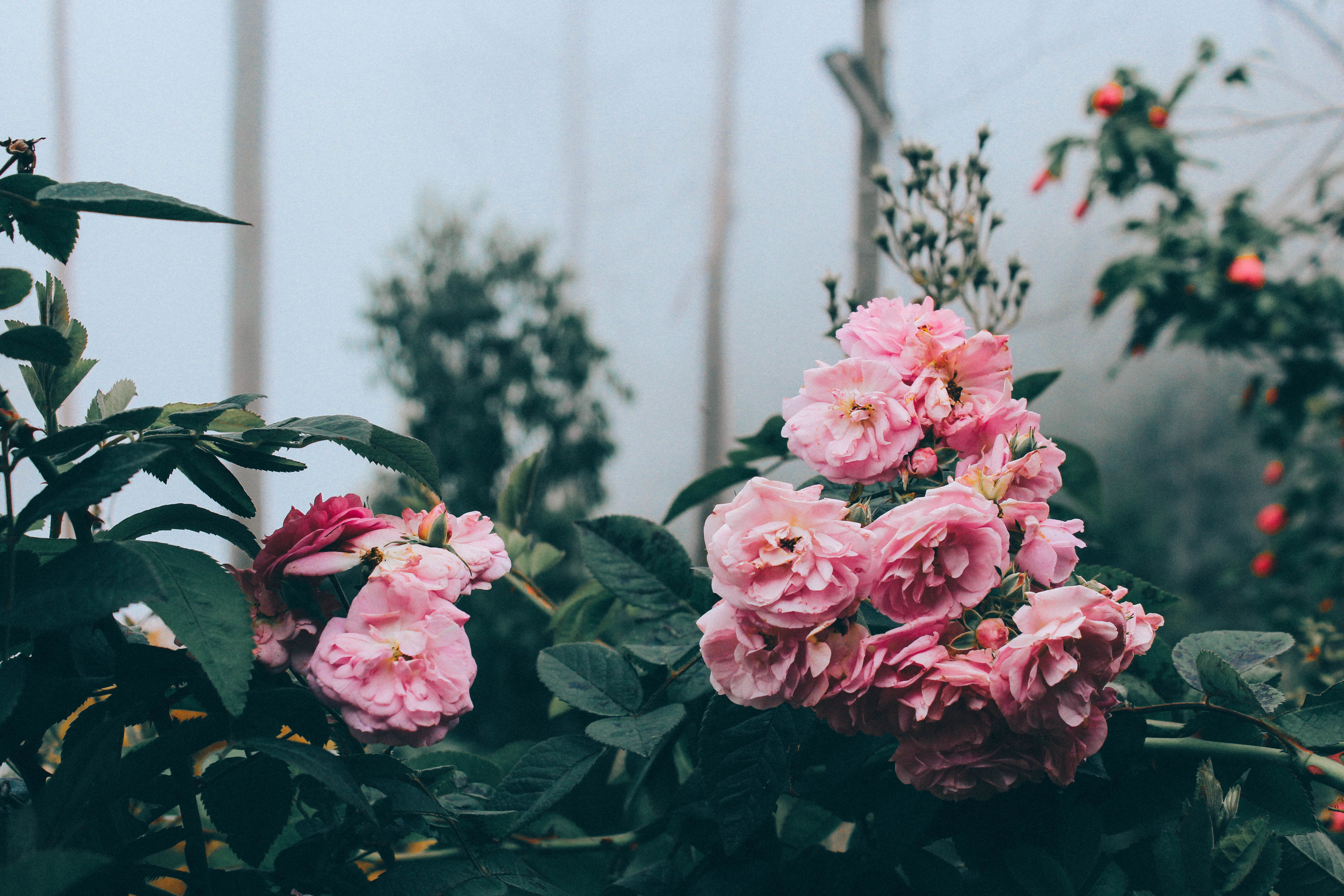Pink roses in fog at Kodaikanal HD Wallpaper