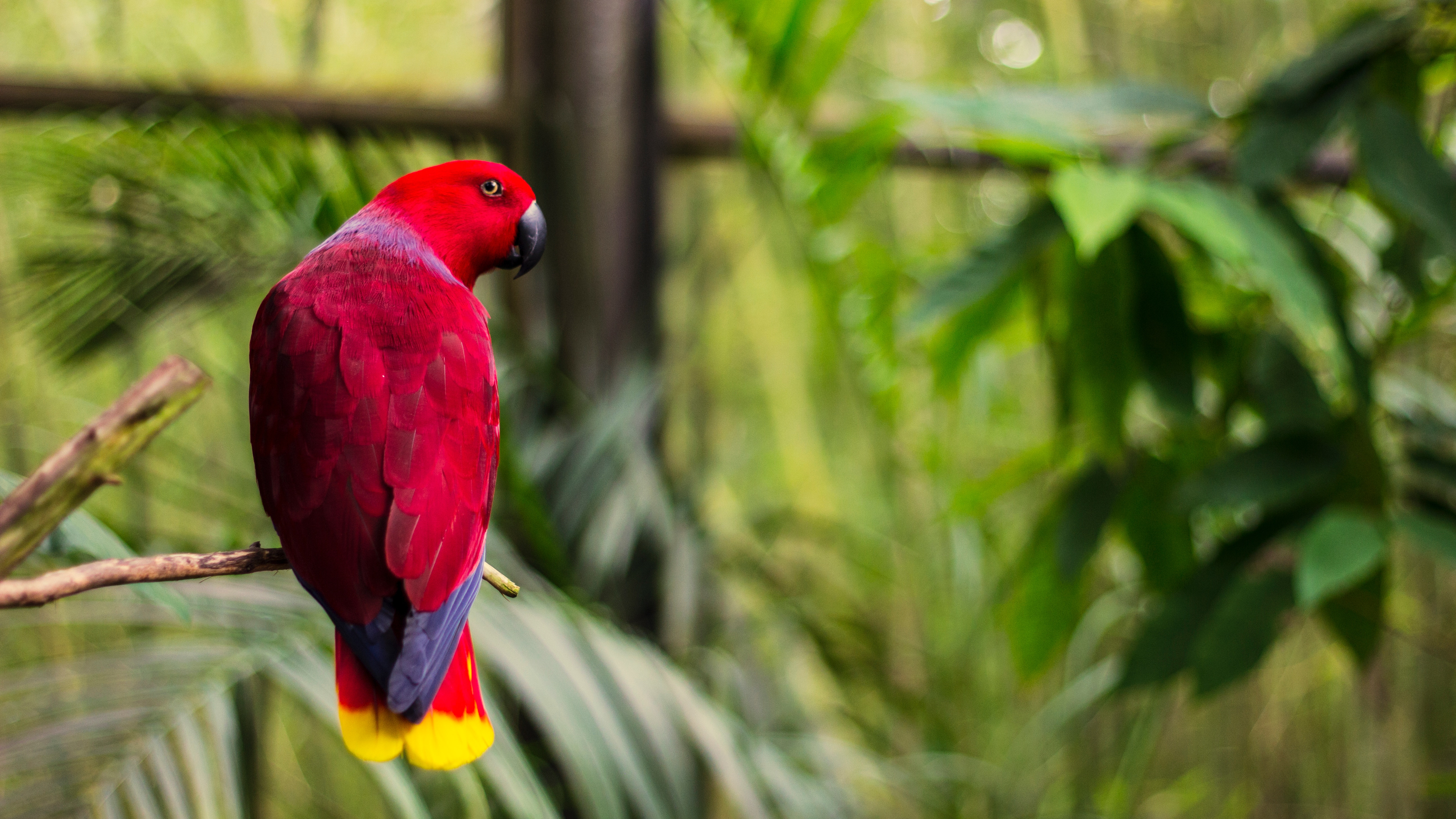 Vibrant Red Tropical Parrot on Branch HD Wallpaper