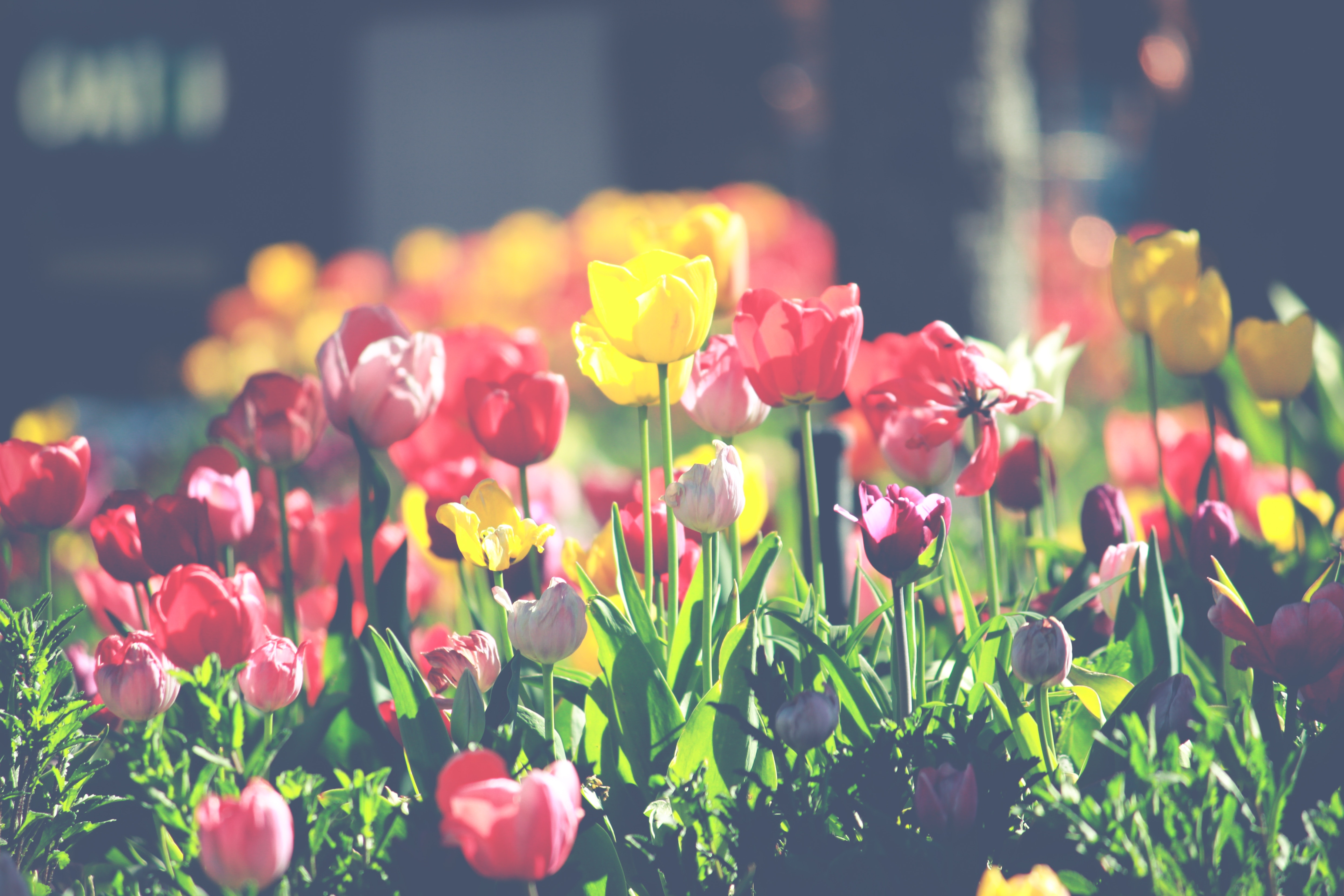 Tulips in a garden with sunlight HD Wallpaper