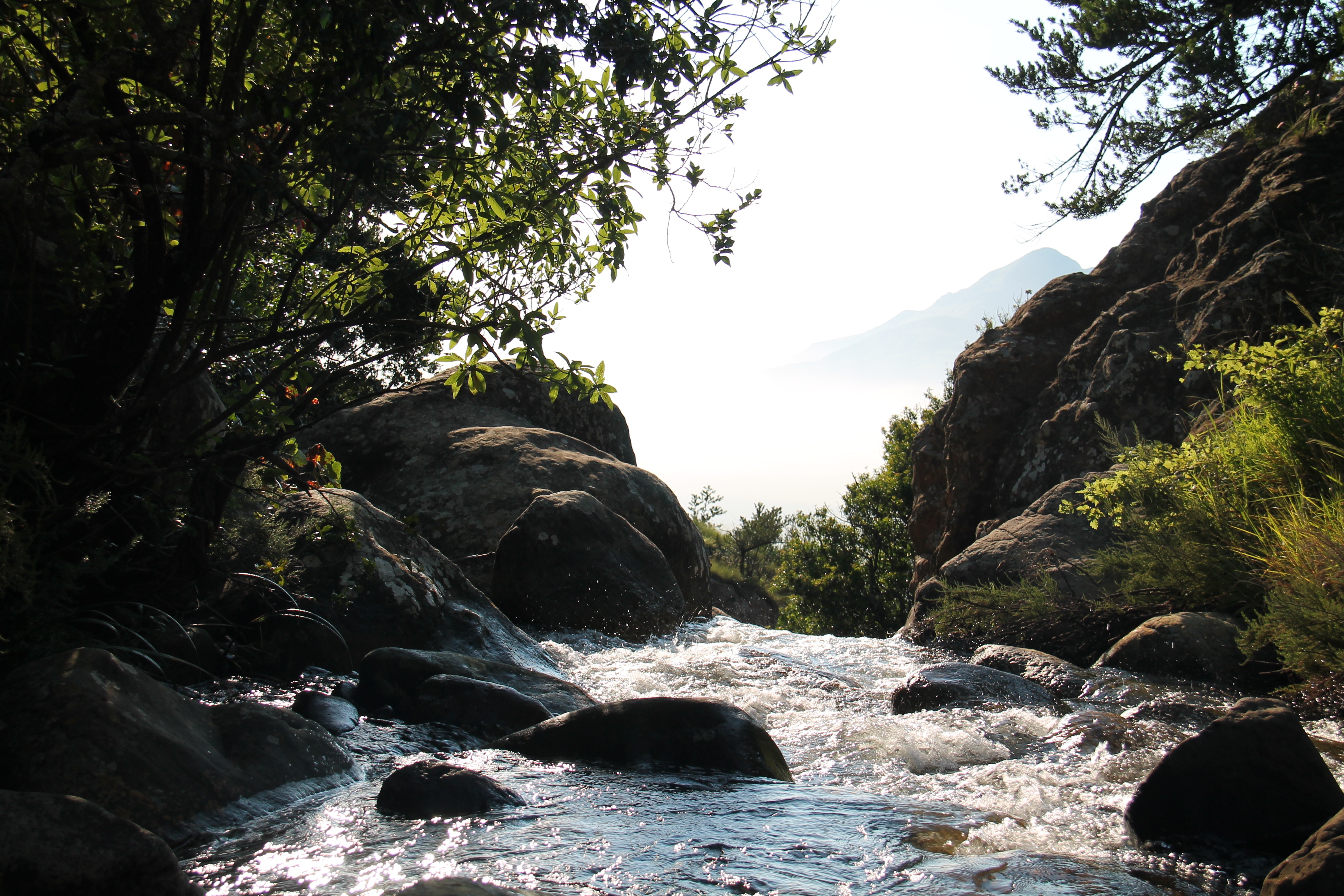 Rocky stream flowing through a forest with mountains in the background HD Wallpaper