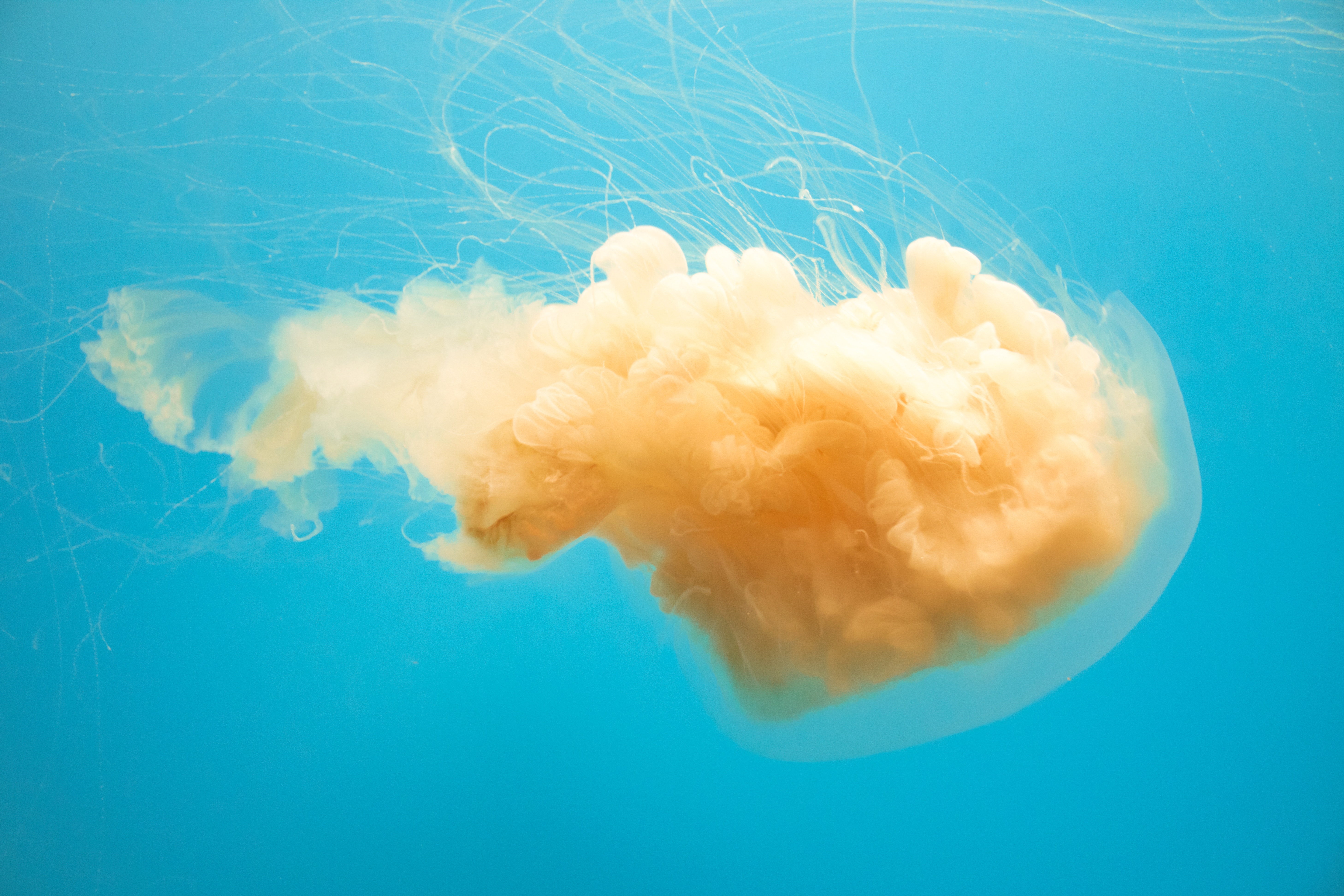 Orange Jellyfish Floating in Clear Blue Ocean HD Wallpaper