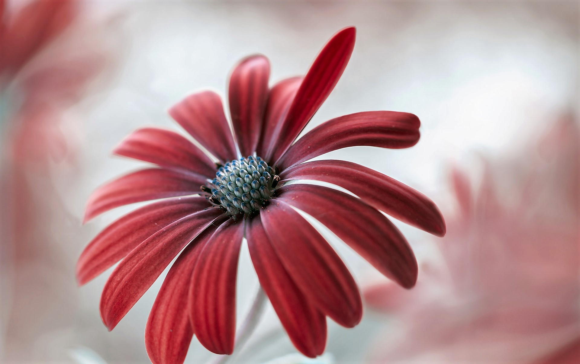 Red Daisy Flower with Blue Center HD Wallpaper