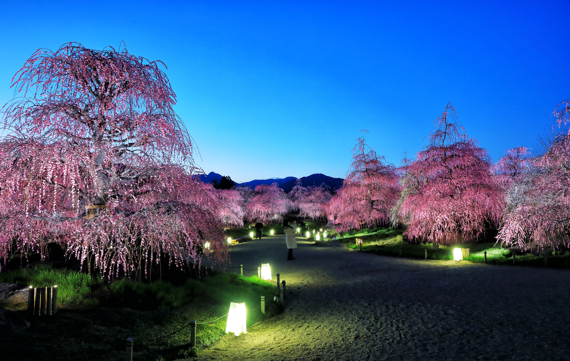 Weeping cherry blossoms illuminated at night HD Wallpaper