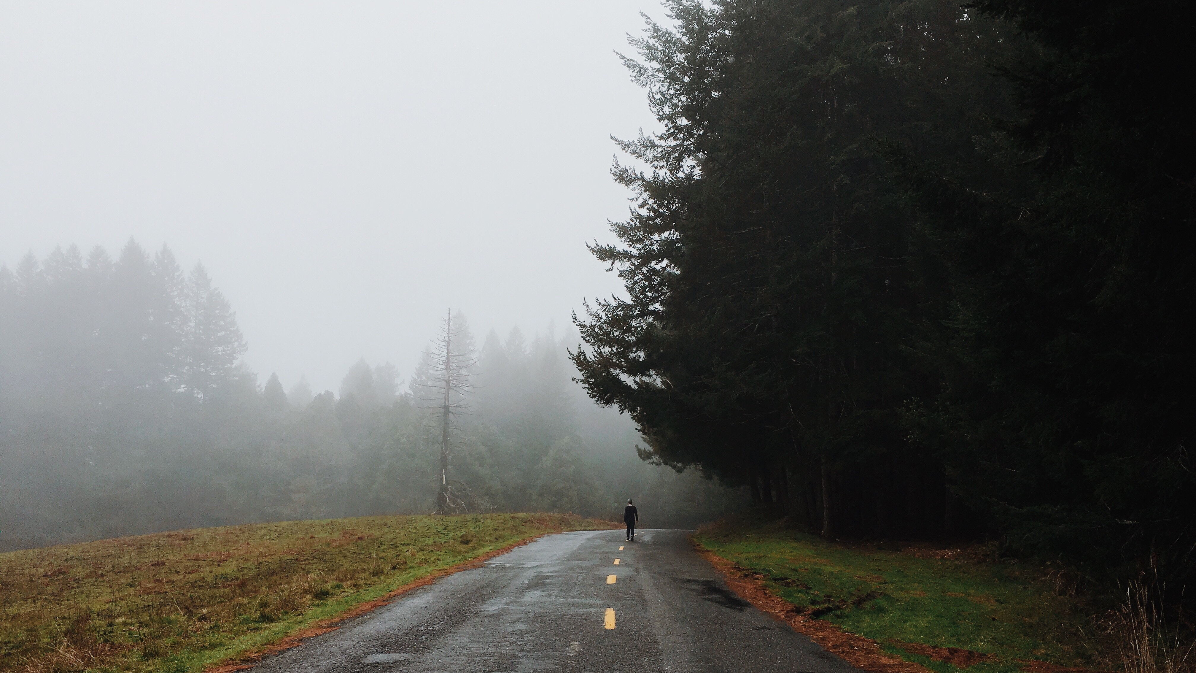 Person walking on a foggy road through redwood trees HD Wallpaper