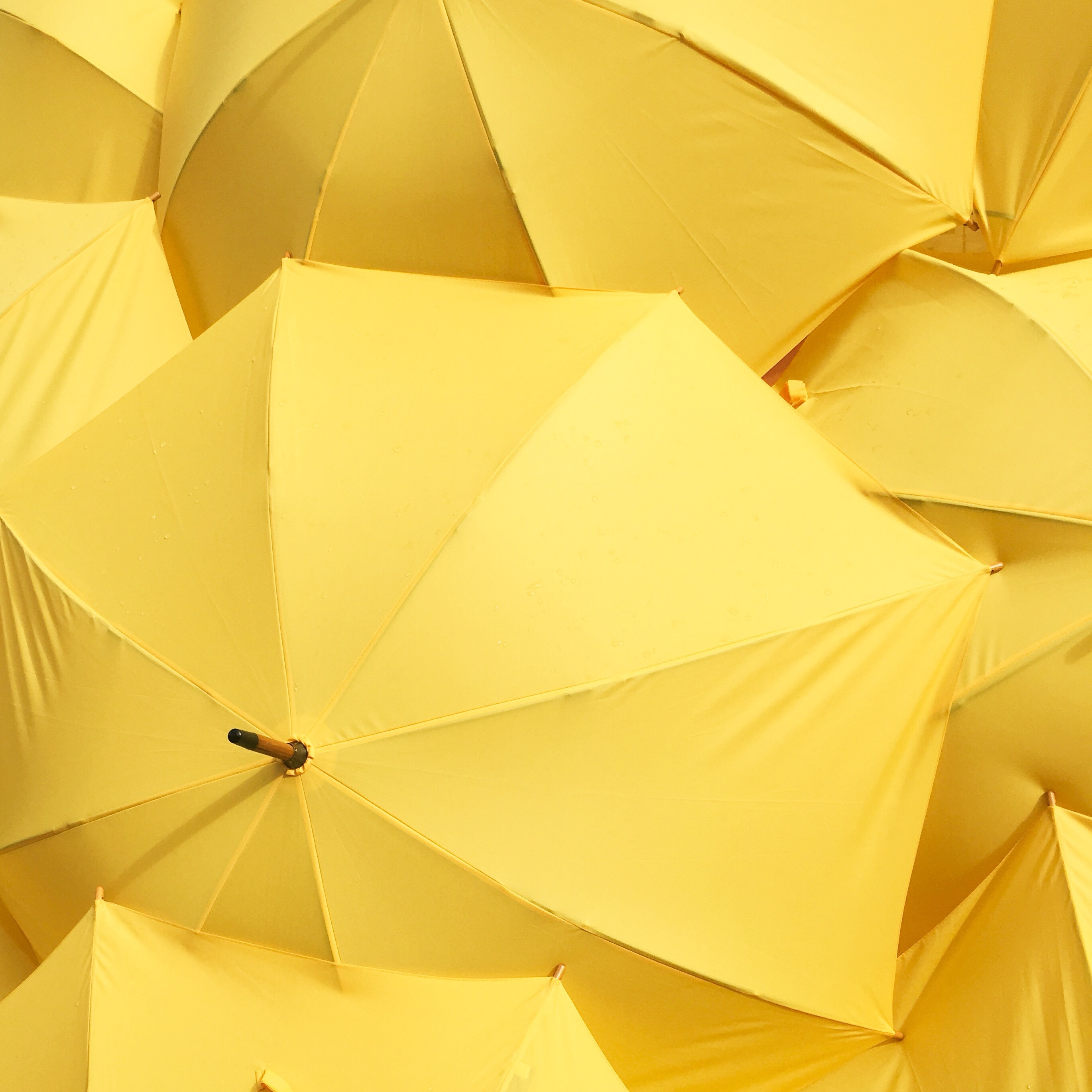 A collection of yellow umbrellas HD Wallpaper