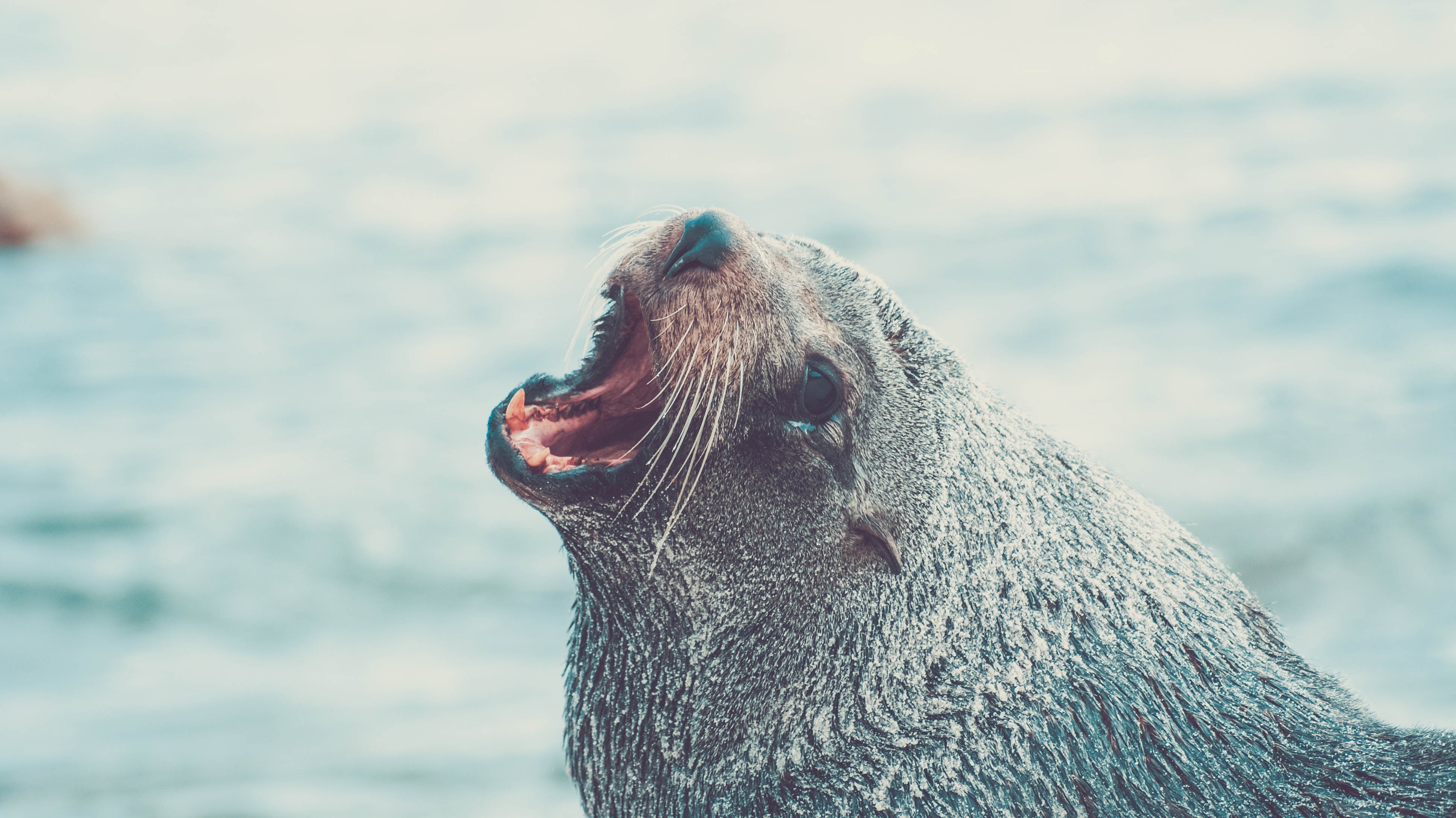 Seal yawning with mouth open in the ocean HD Wallpaper