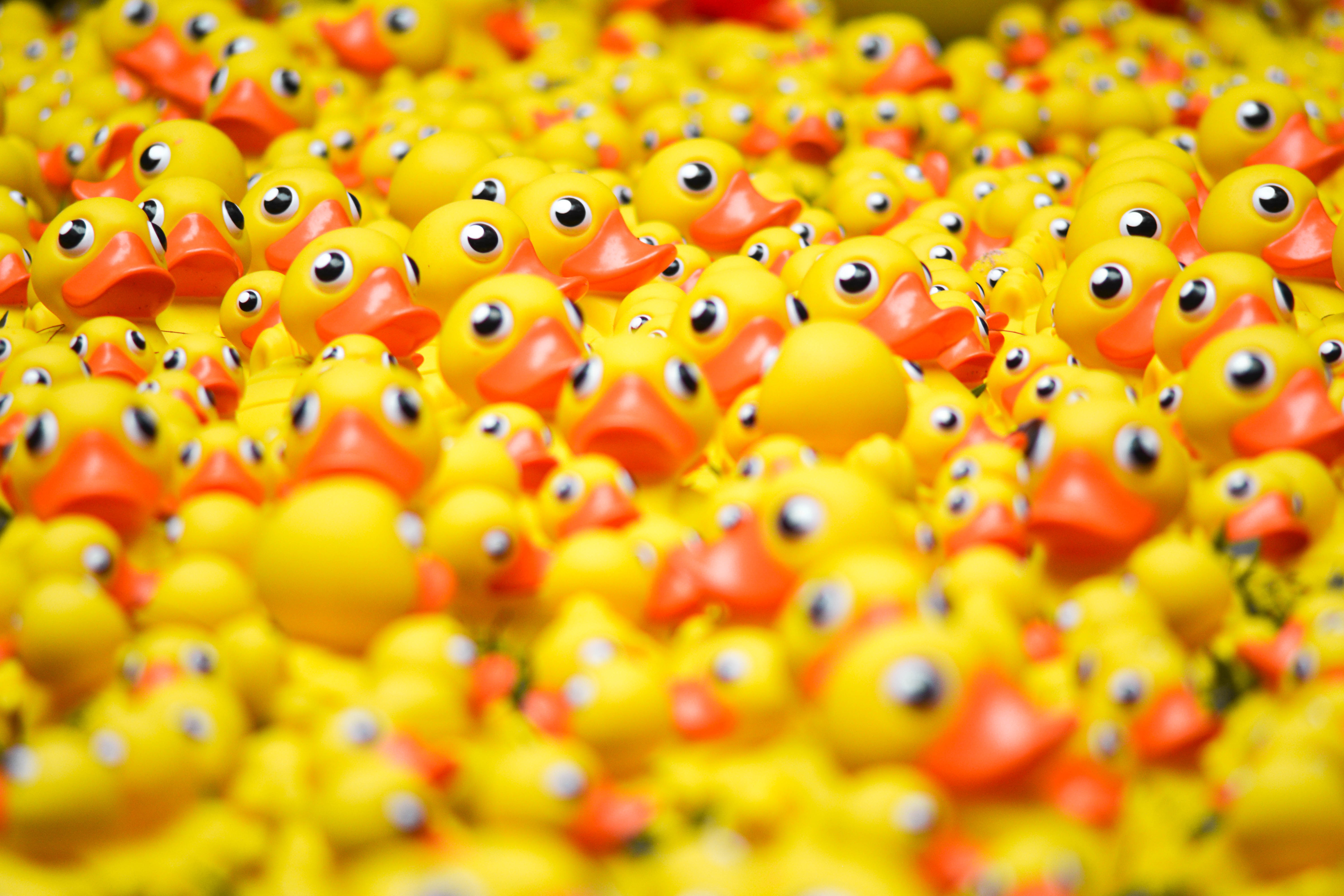 A large group of yellow rubber ducks HD Wallpaper