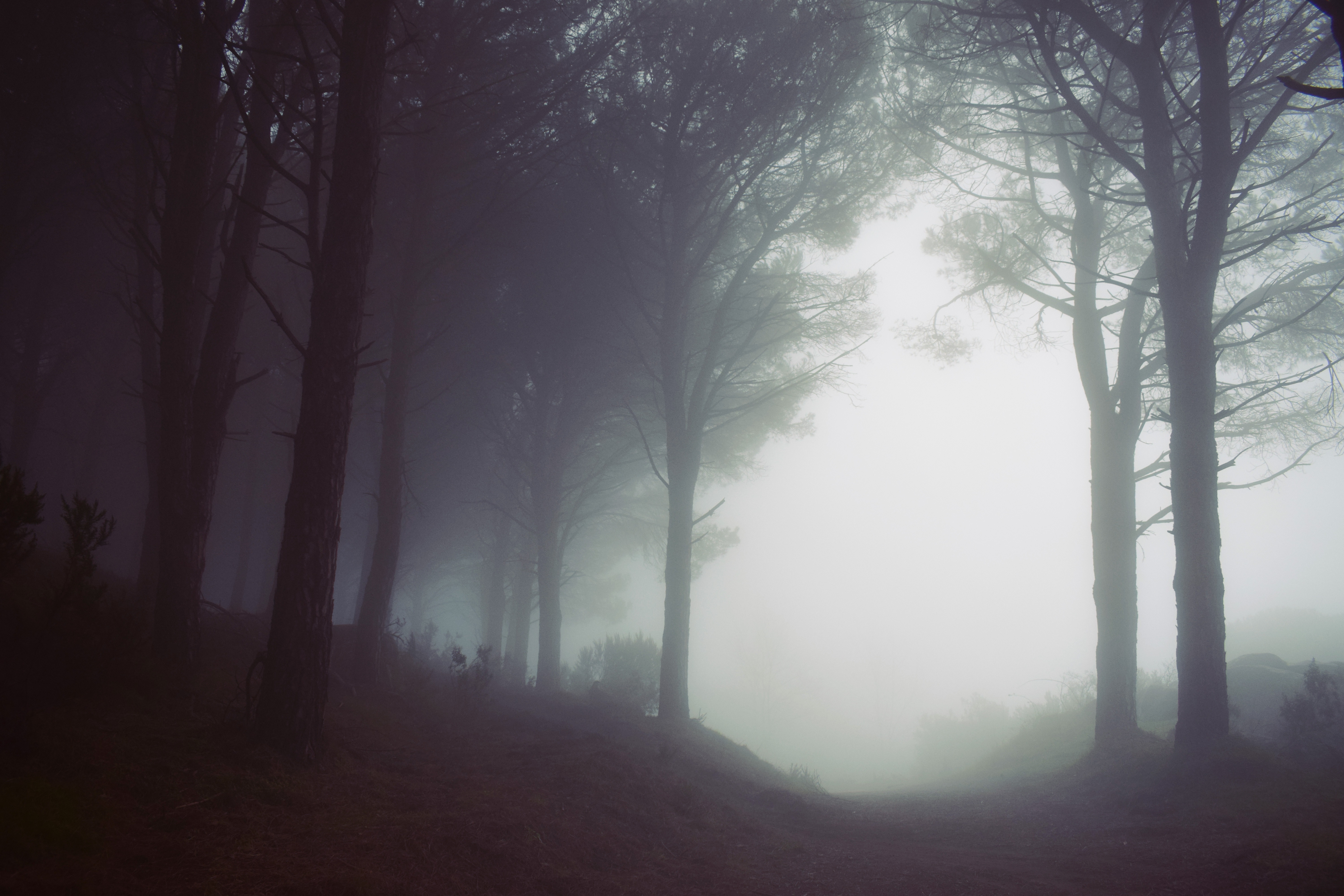 Misty forest with tall trees and a path HD Wallpaper