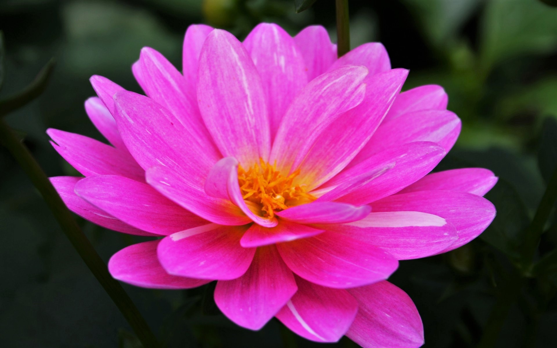 Close-up of a vibrant pink dahlia flower HD Wallpaper