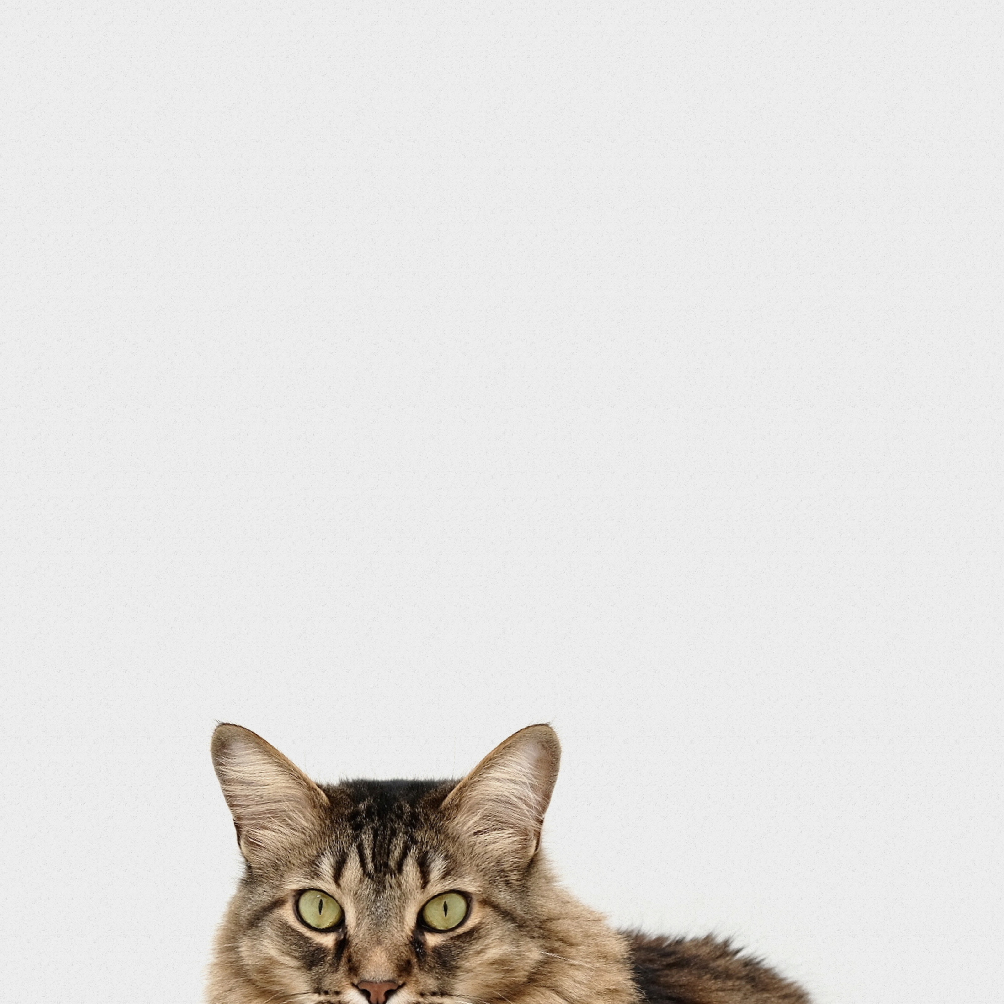 Tabby cat face with green eyes on white background HD Wallpaper