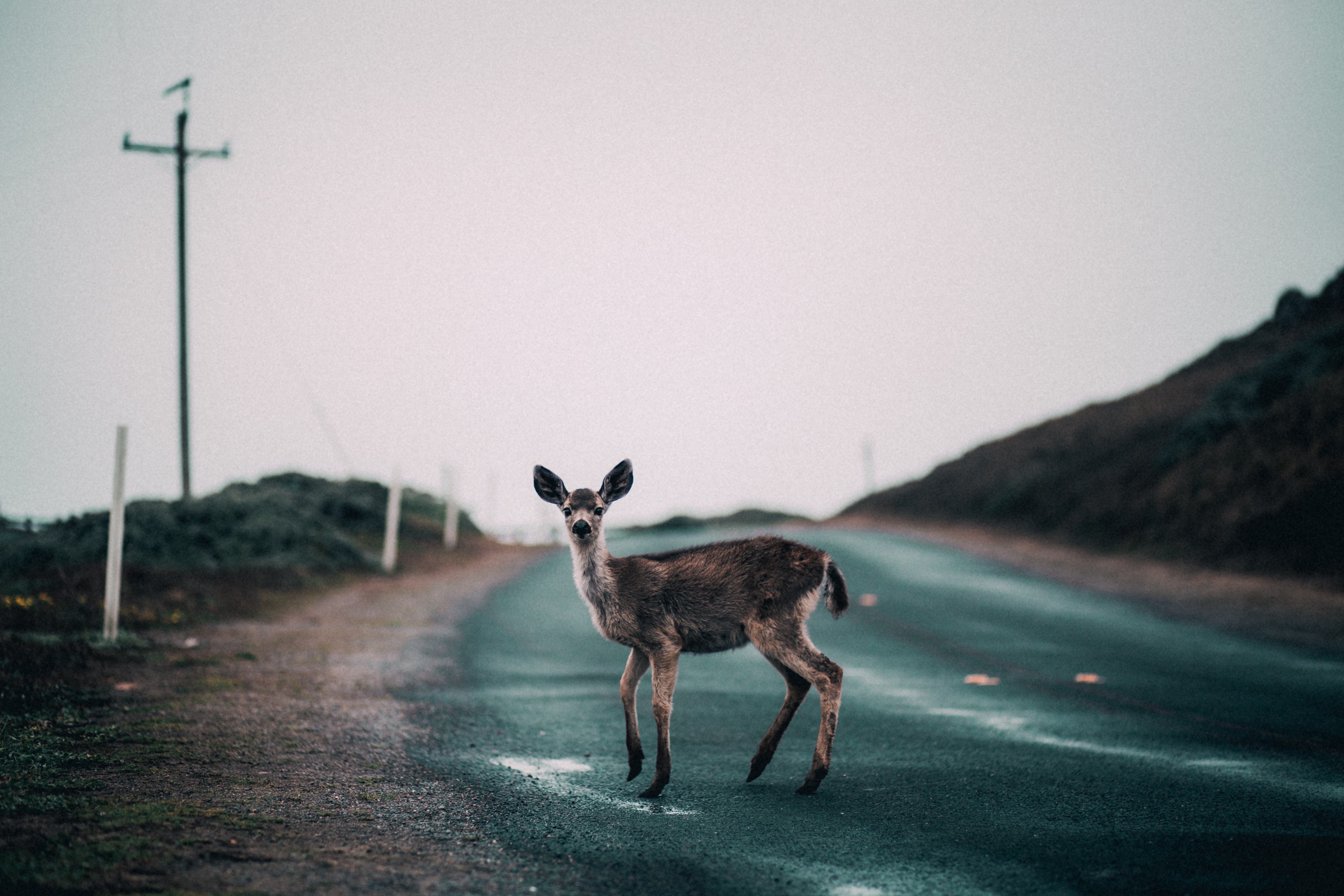 Deer on a Moody Road HD Wallpaper