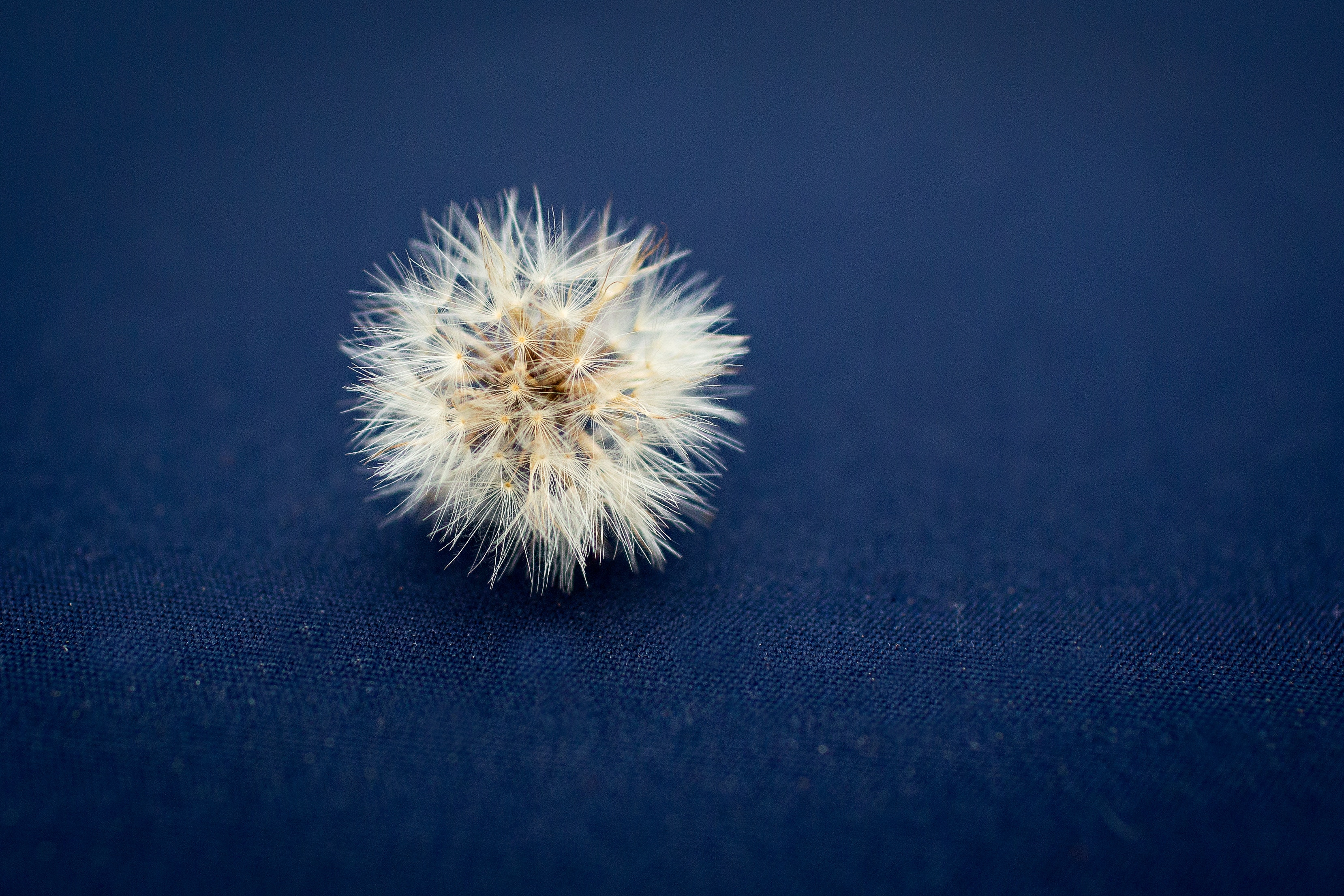 Dandelion seed head on blue fabric HD Wallpaper