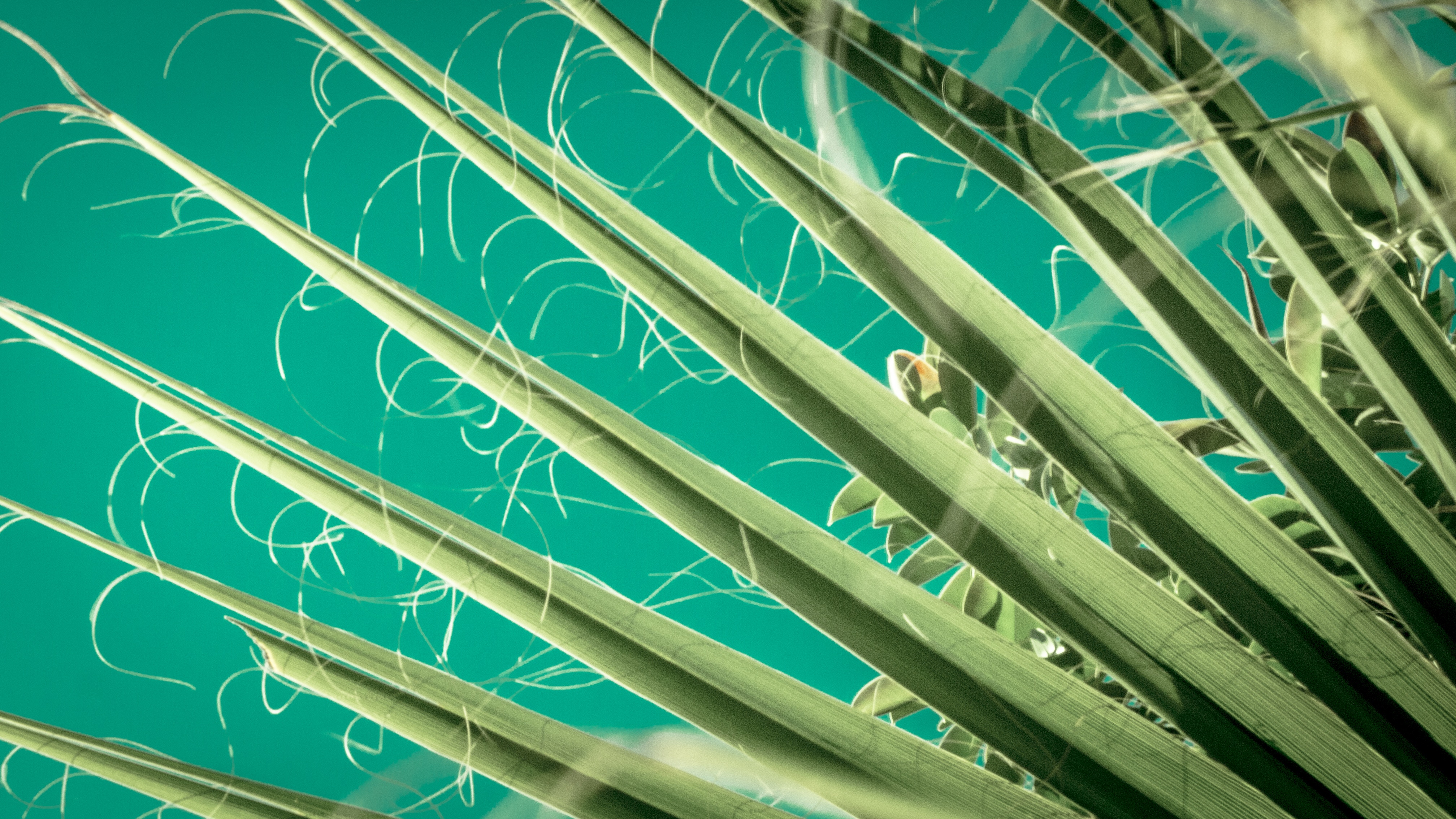 Close-up of palm leaves against a teal sky HD Wallpaper