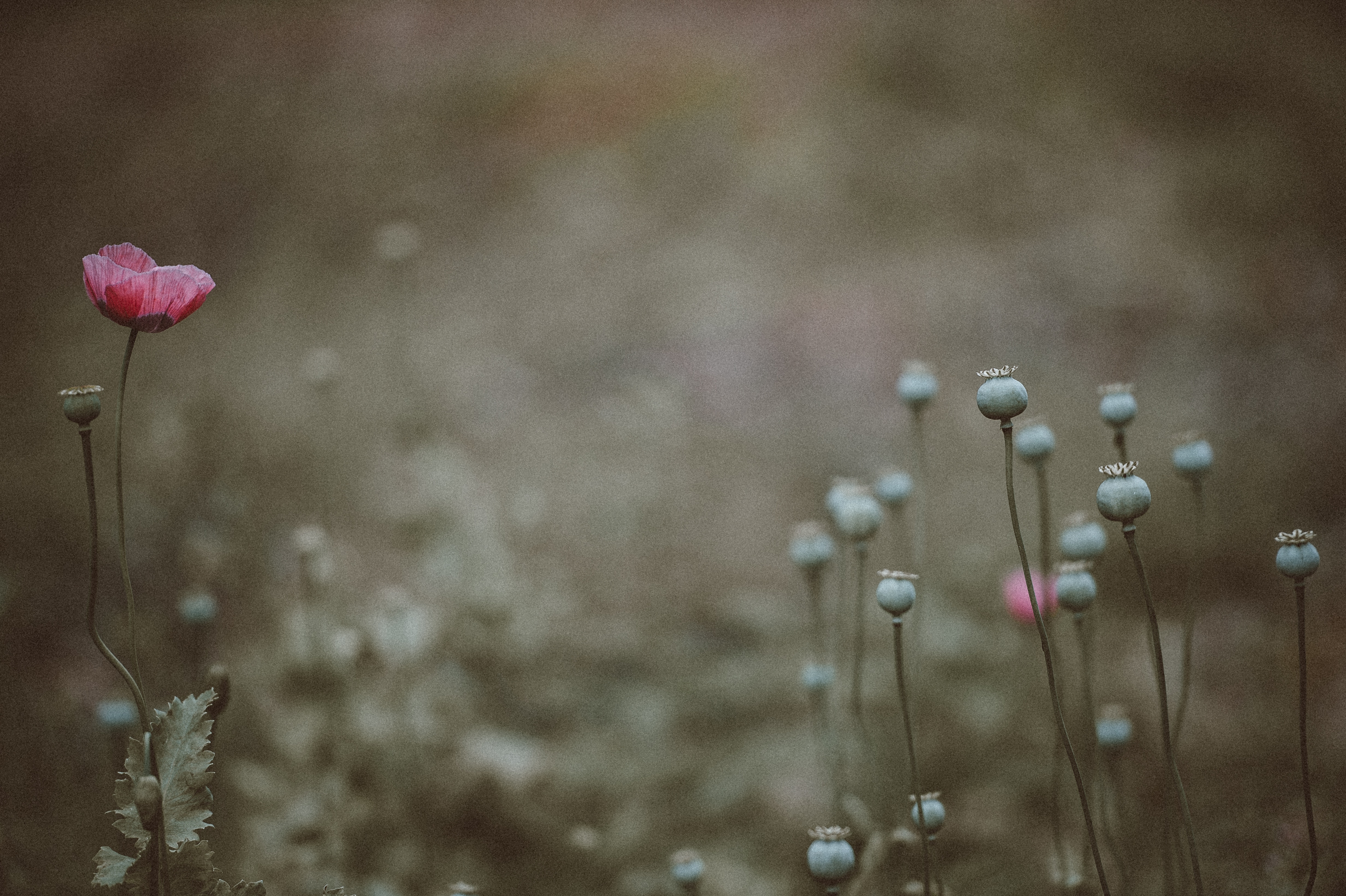Pink Poppy Flower Among Seed Pods HD Wallpaper