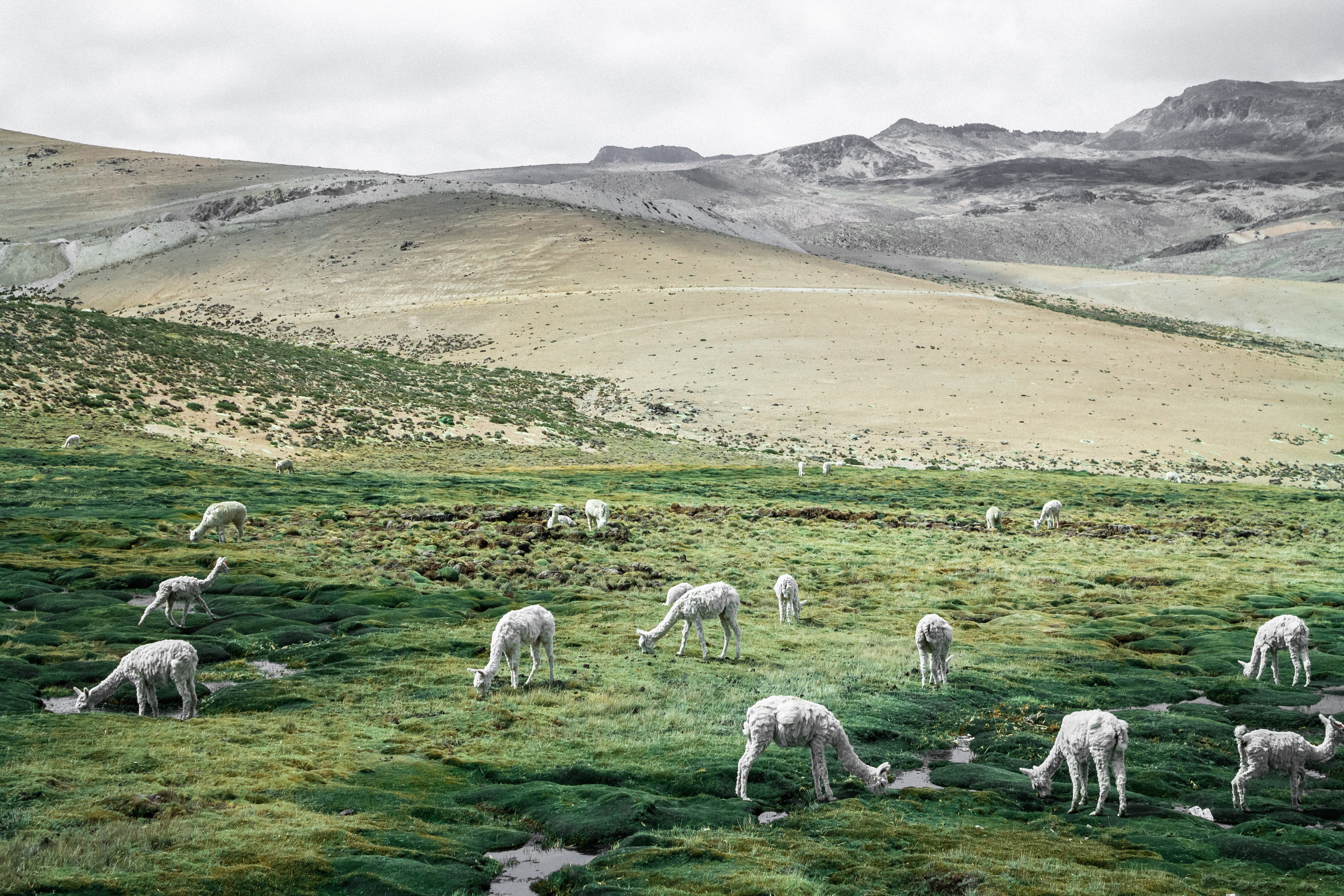 Alpacas grazing in a green mountain pasture in Peru HD Wallpaper