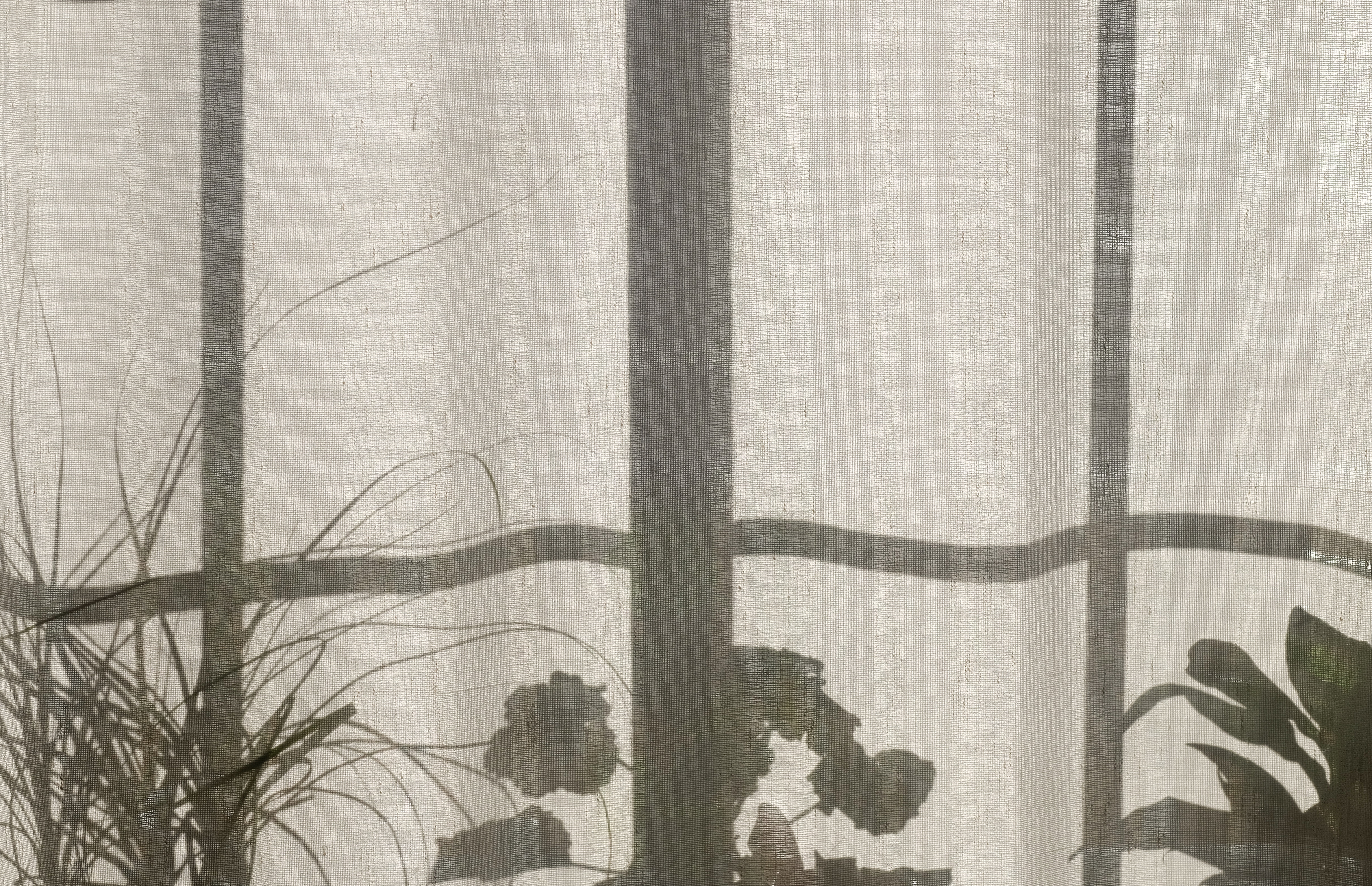 Shadows of plants on a curtain HD Wallpaper