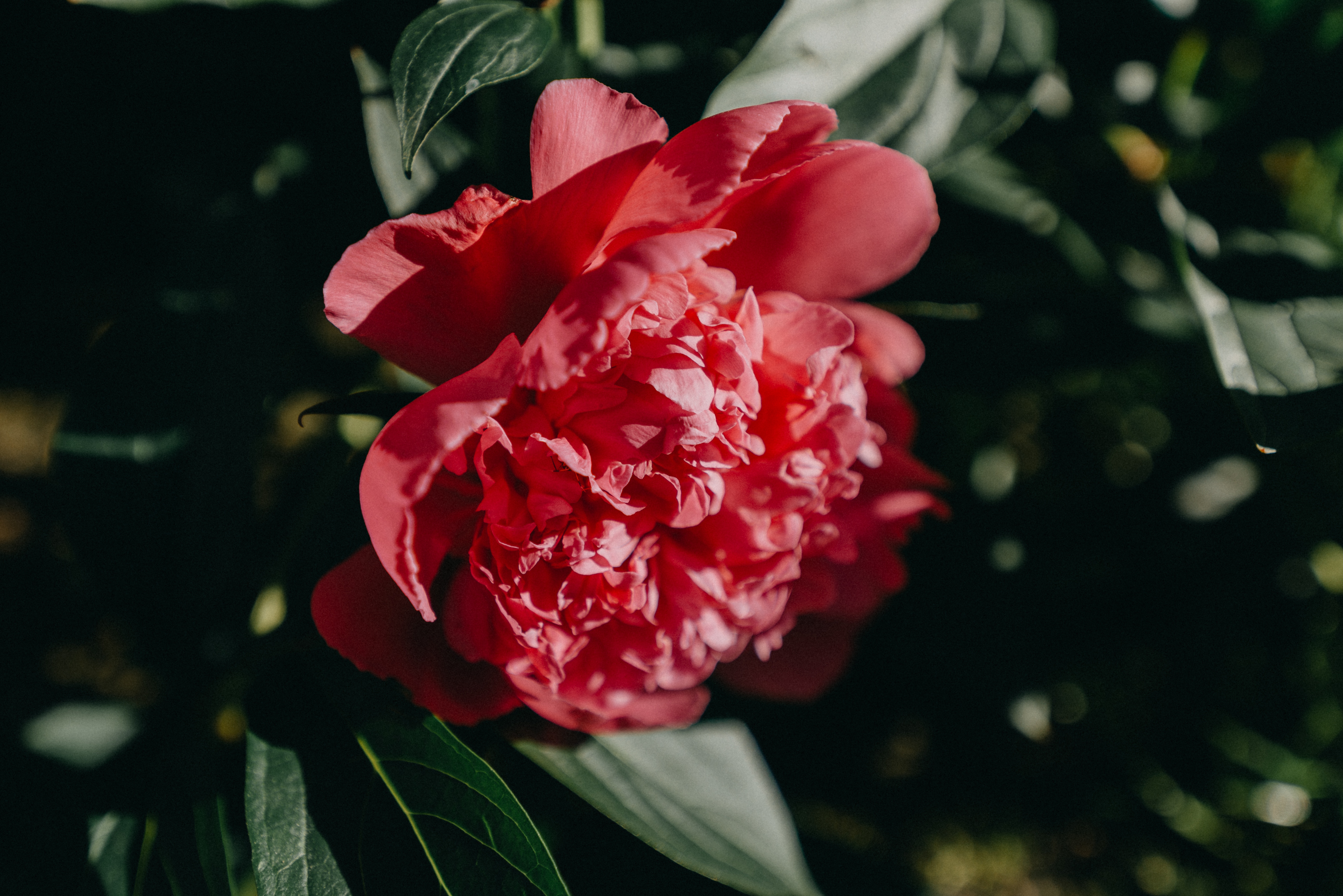 Close-up of a pink peony flower with green leaves HD Wallpaper