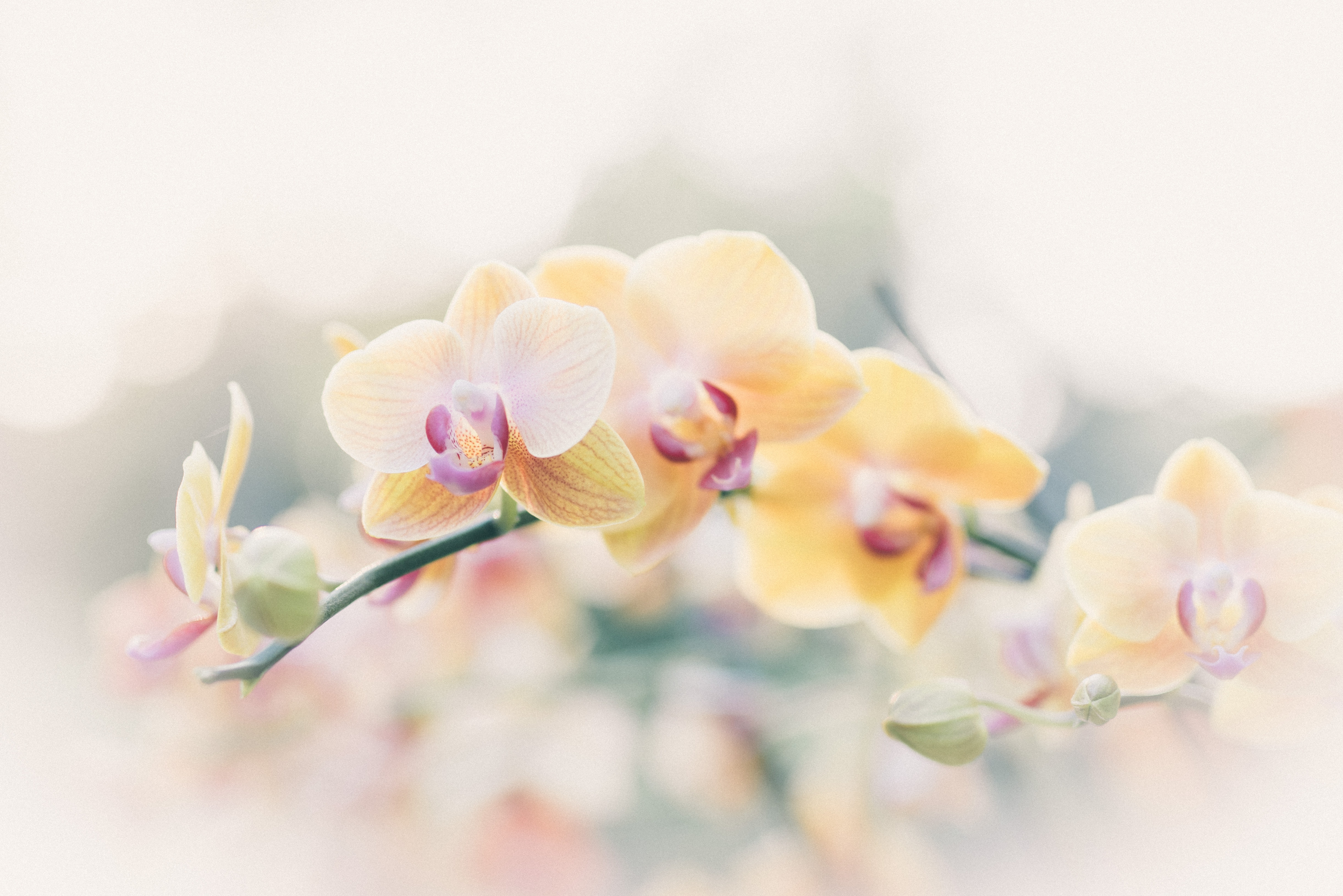 Yellow orchids on a branch with bokeh background HD Wallpaper