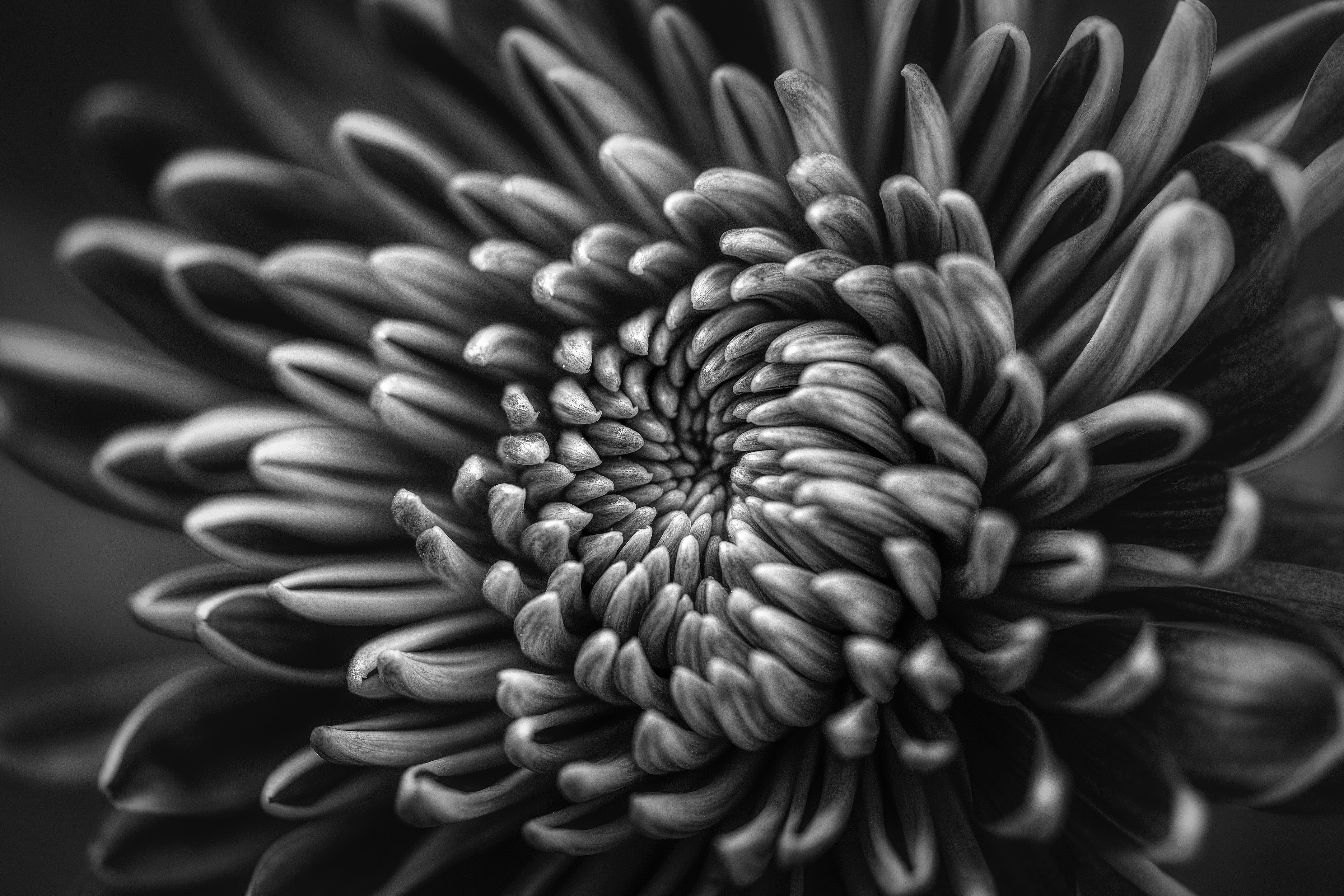 Black and white macro of a chrysanthemum flower HD Wallpaper