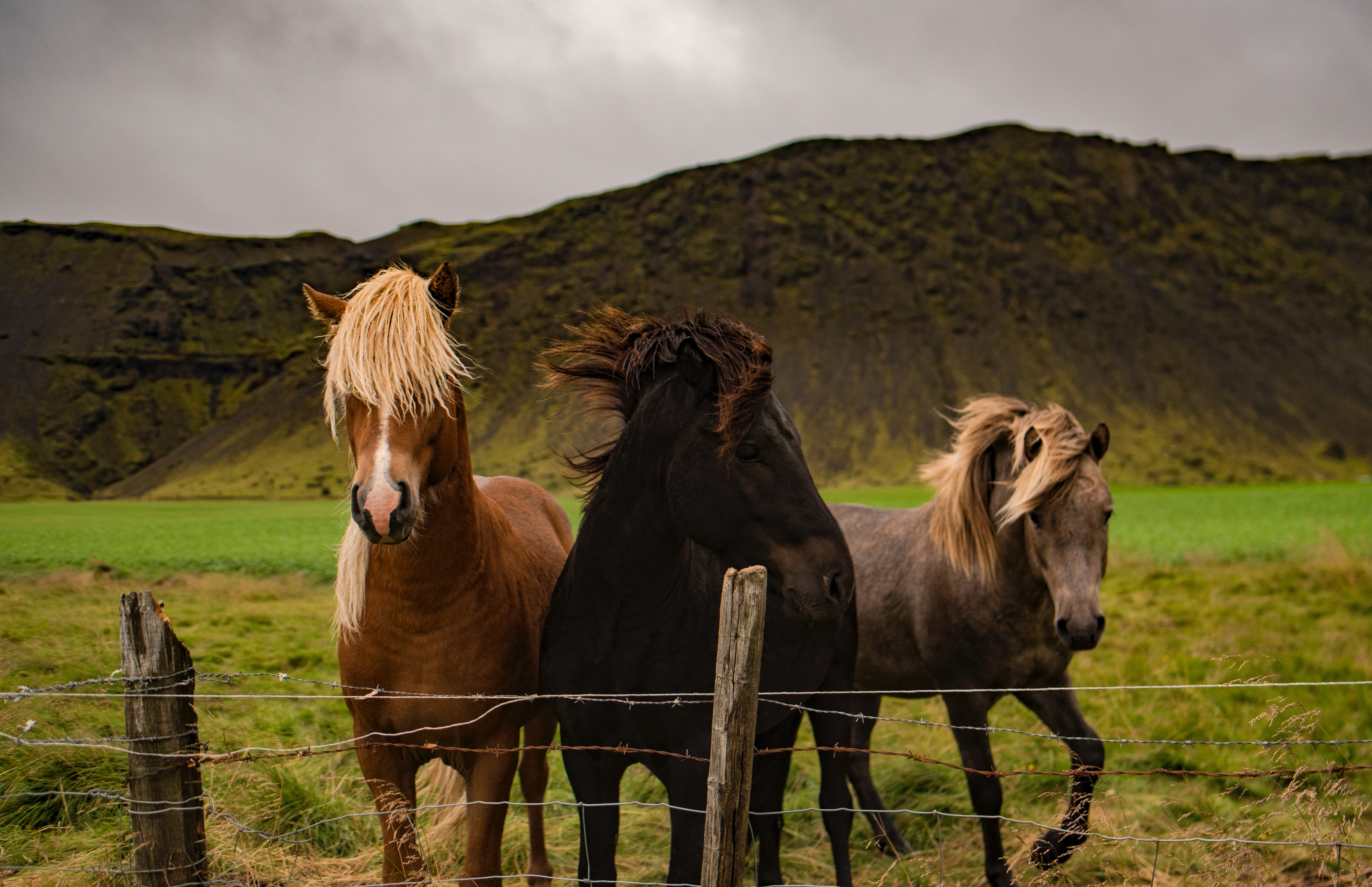 Three Icelandic horses in a field with a mountain backdrop HD Wallpaper