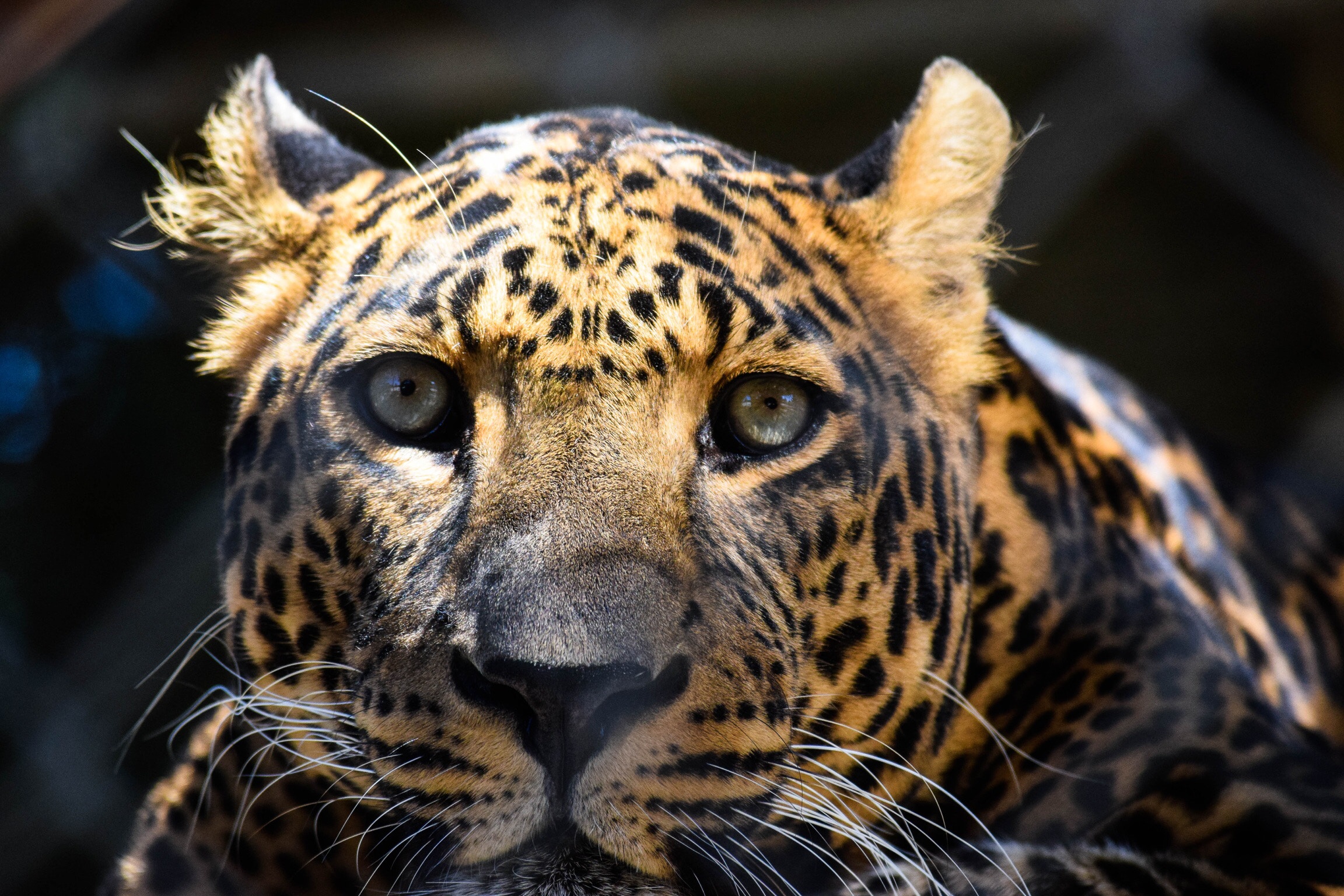 Close-up portrait of a leopard's face HD Wallpaper