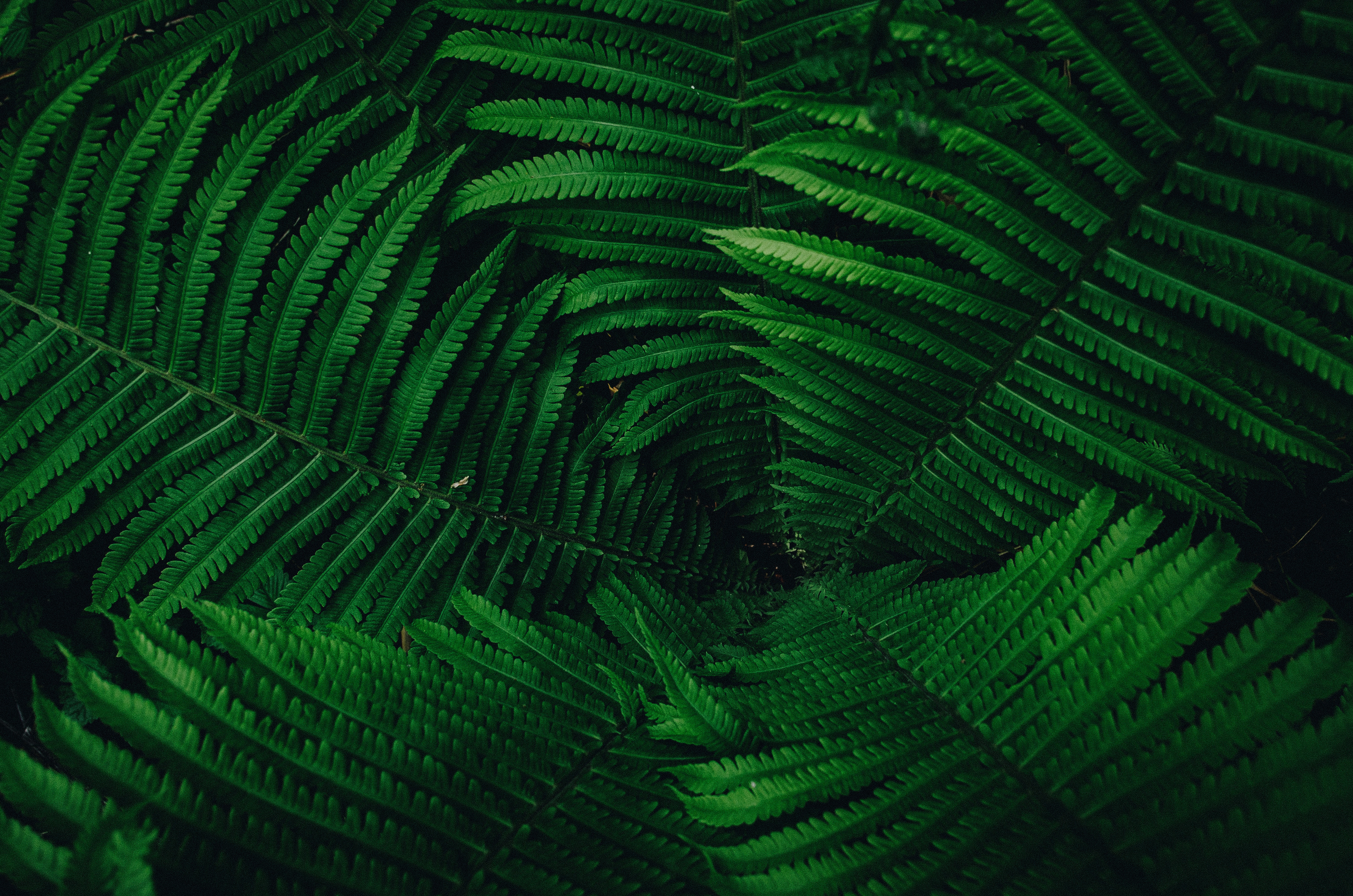 Close-up of Lush Green Fern Leaves HD Wallpaper