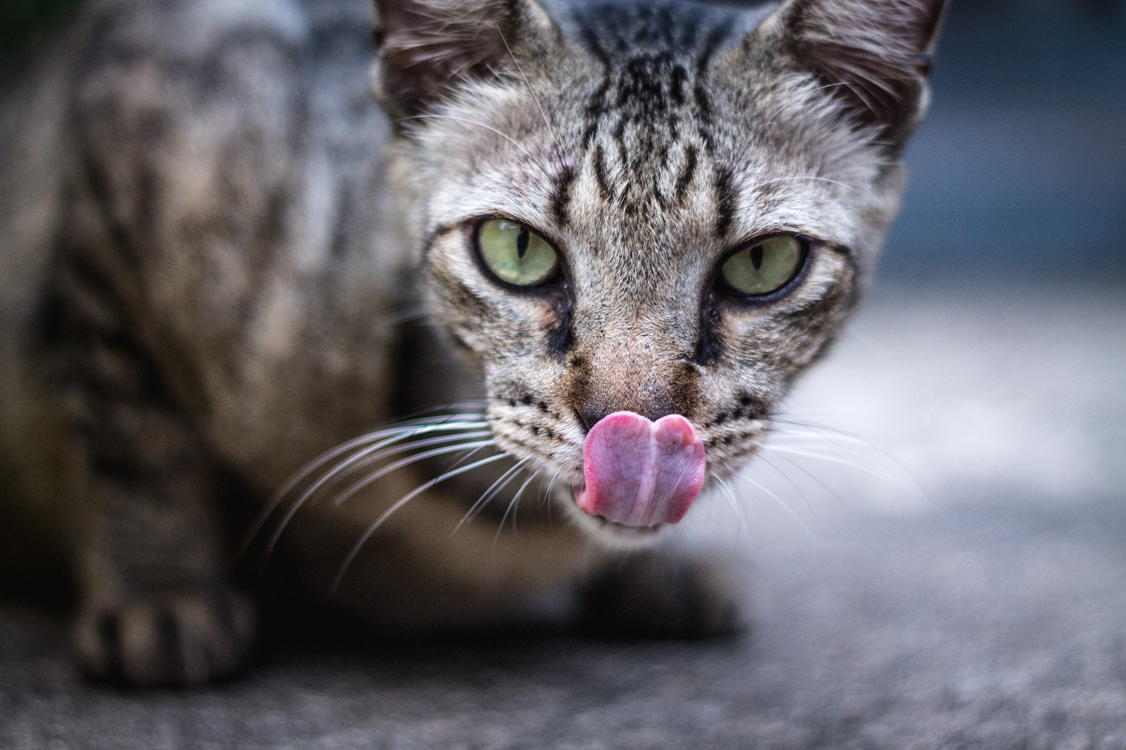 Tabby cat with green eyes licking its nose HD Wallpaper