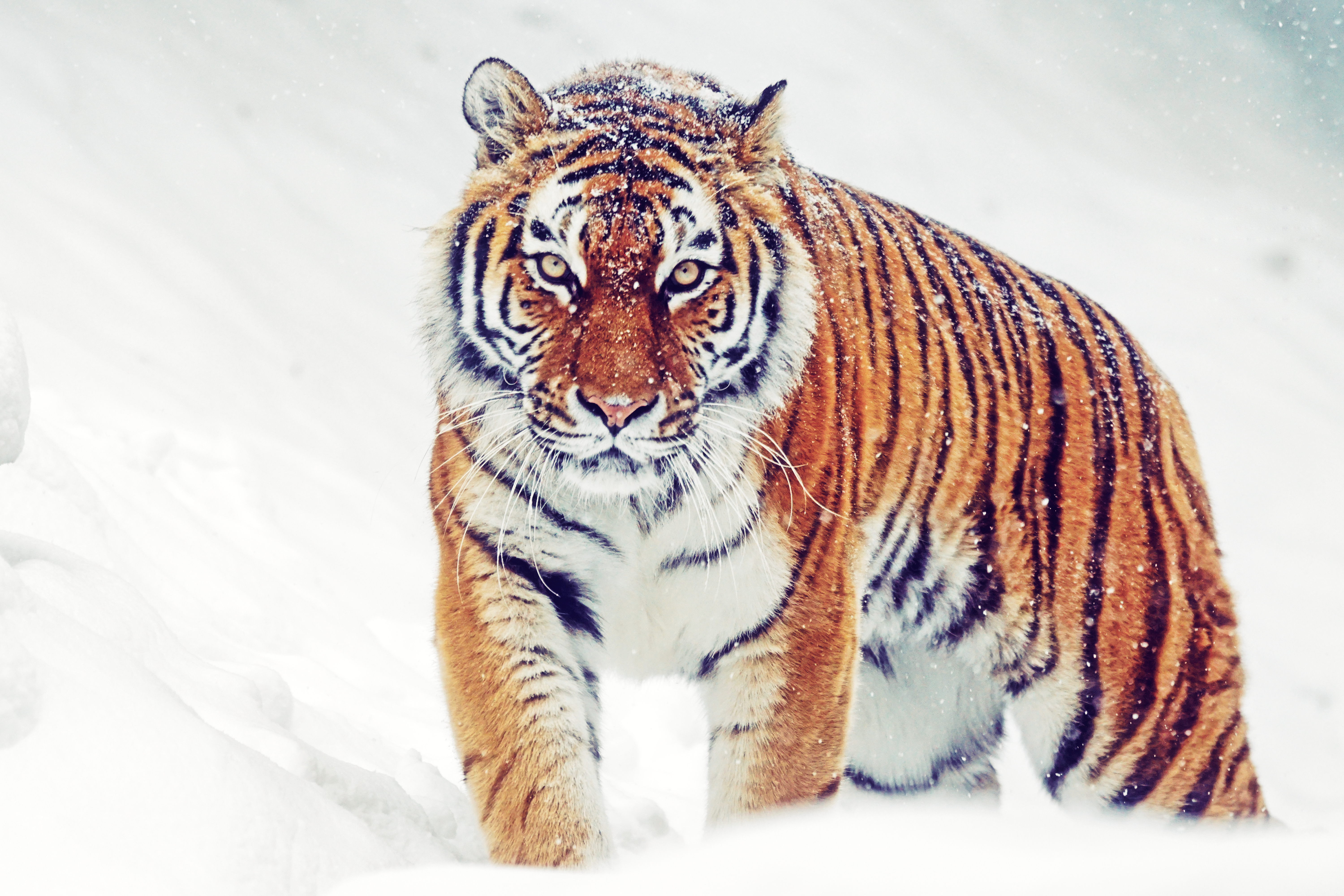 Siberian tiger in snowfall during winter HD Wallpaper