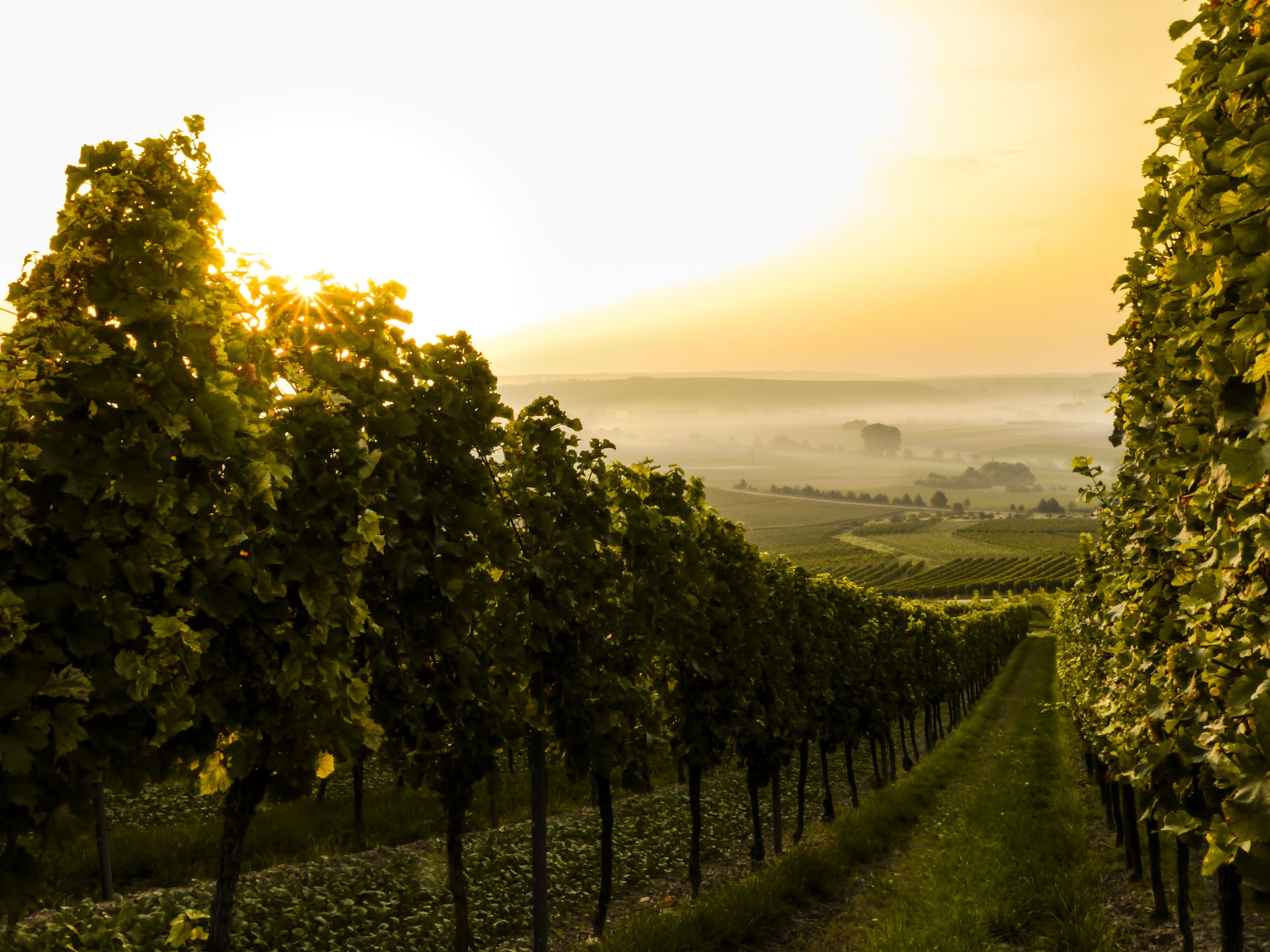 Vineyard at sunrise with sun rays through leaves HD Wallpaper