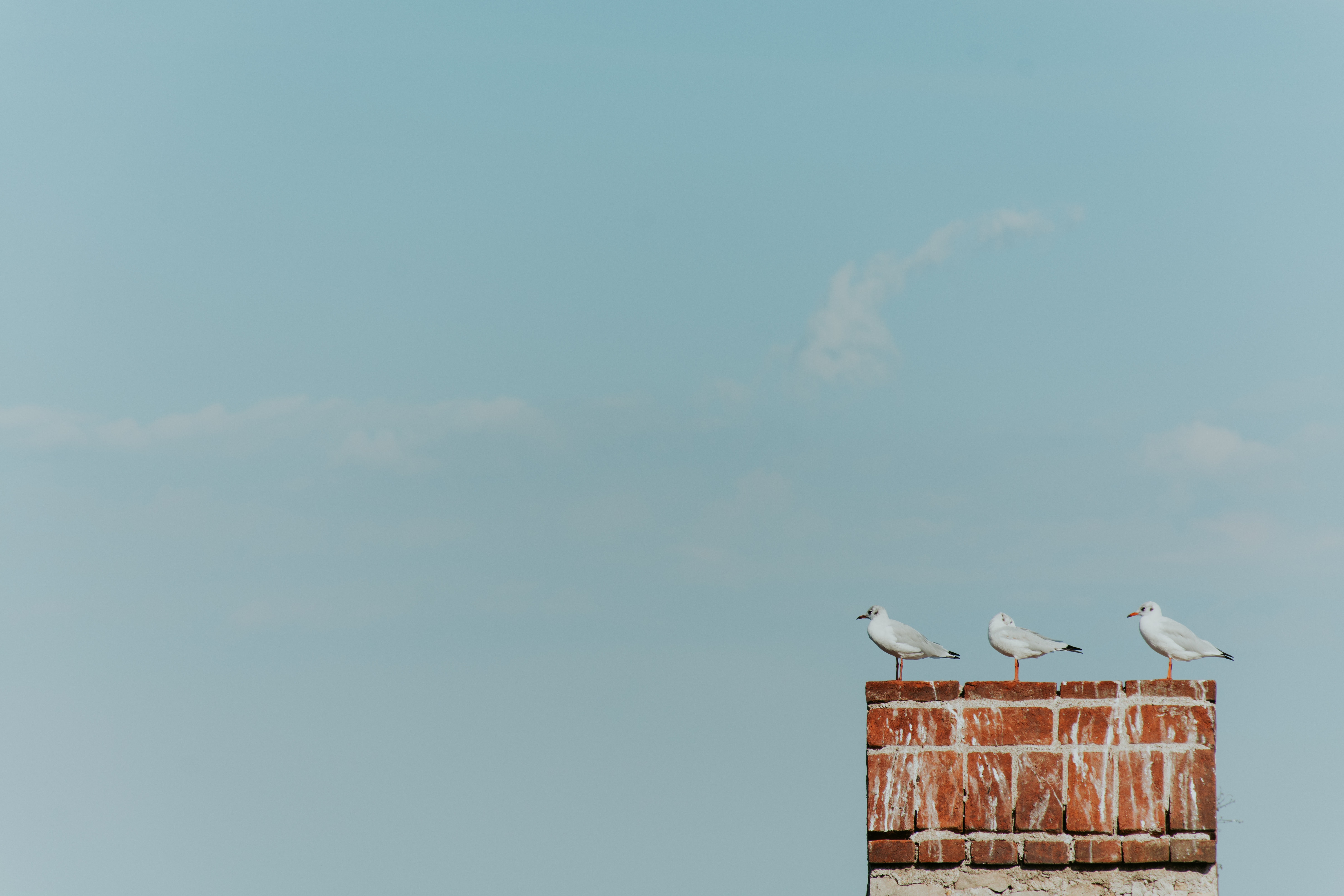 Three seagulls perched on a brick chimney against a clear sky HD Wallpaper