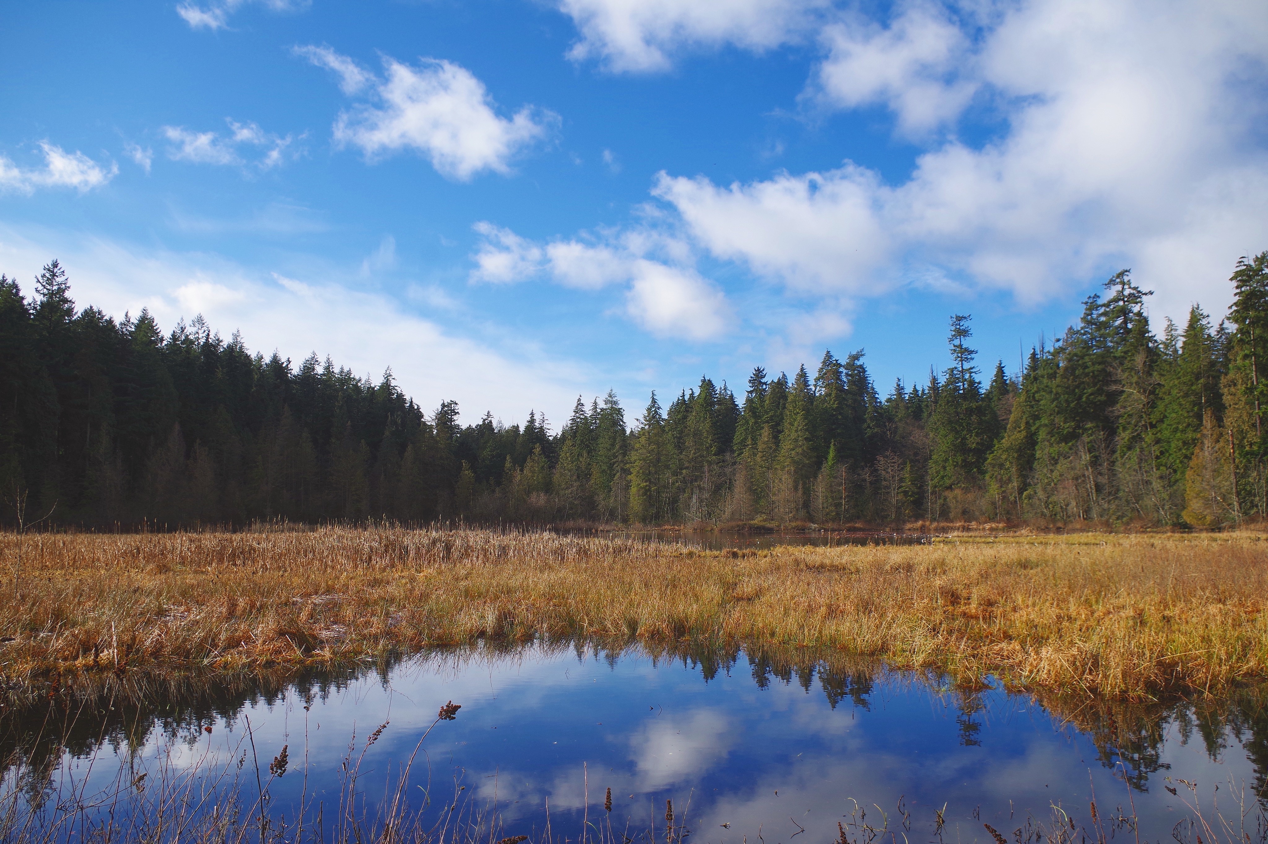 A tranquil lake reflects a blue sky with clouds and a forest HD Wallpaper