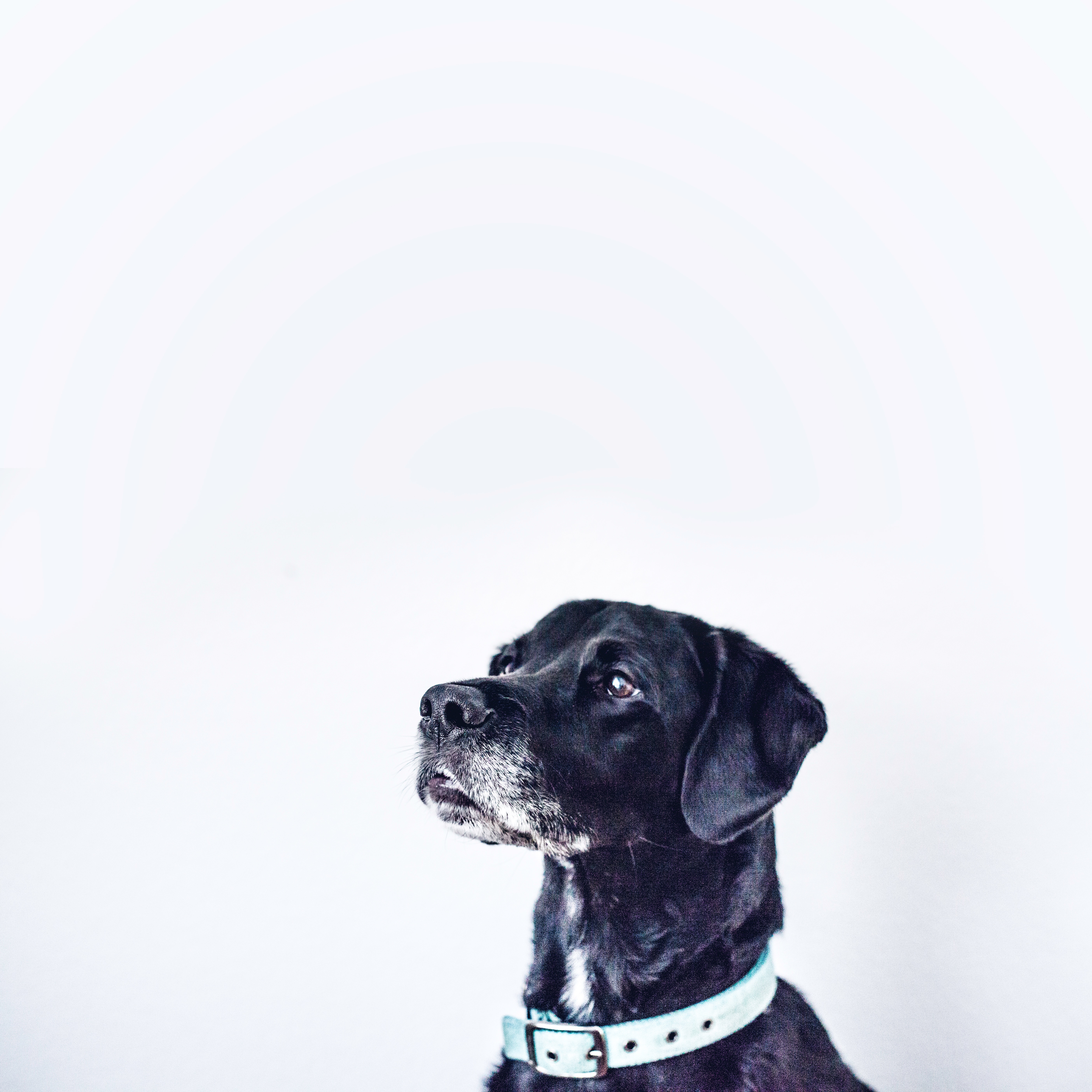 Black dog with a light blue collar looking up HD Wallpaper