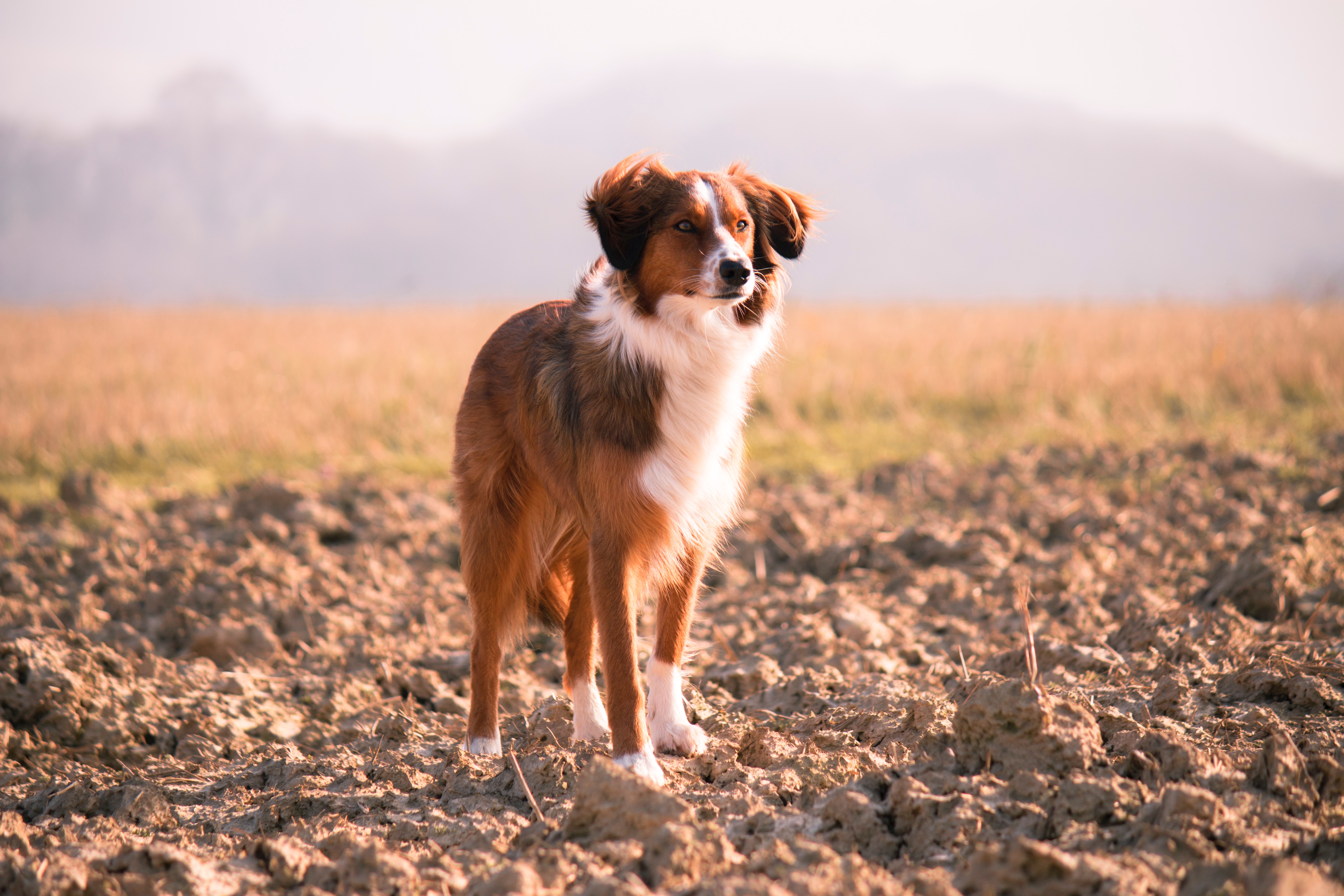 Brown and white dog standing in a field HD Wallpaper
