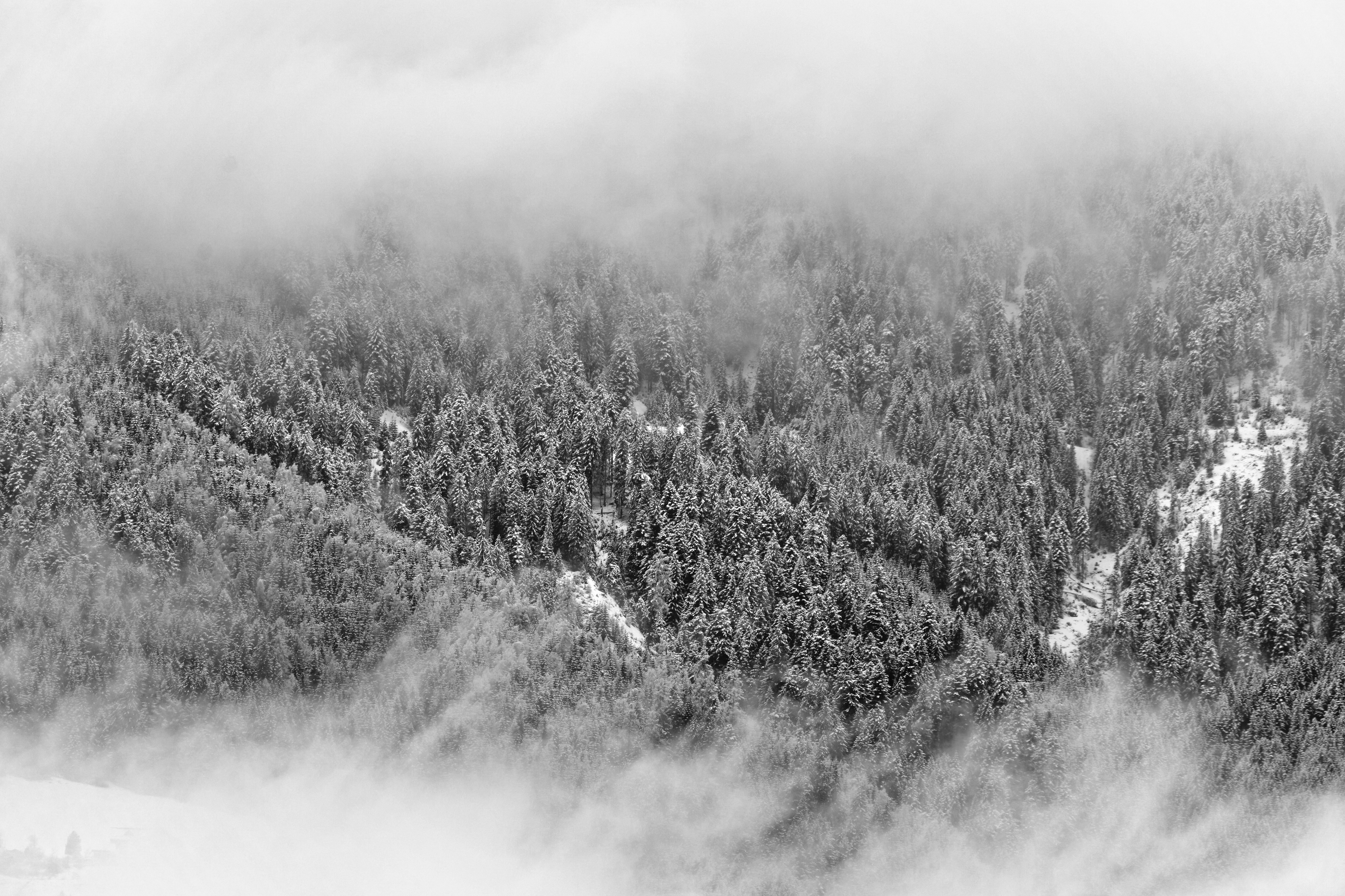Snowy forest shrouded in mist HD Wallpaper