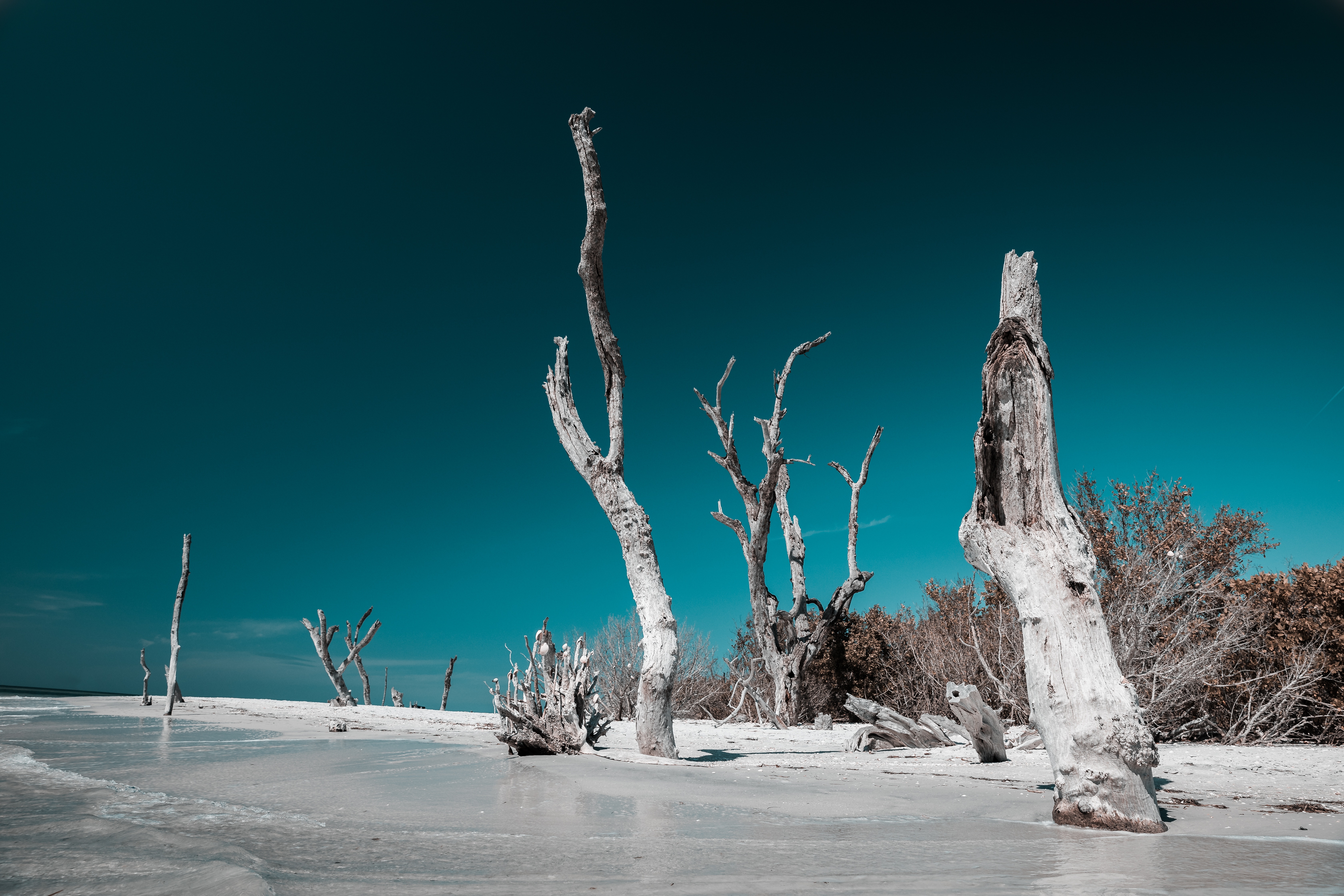 Dead trees on a sandy beach under a clear blue sky HD Wallpaper