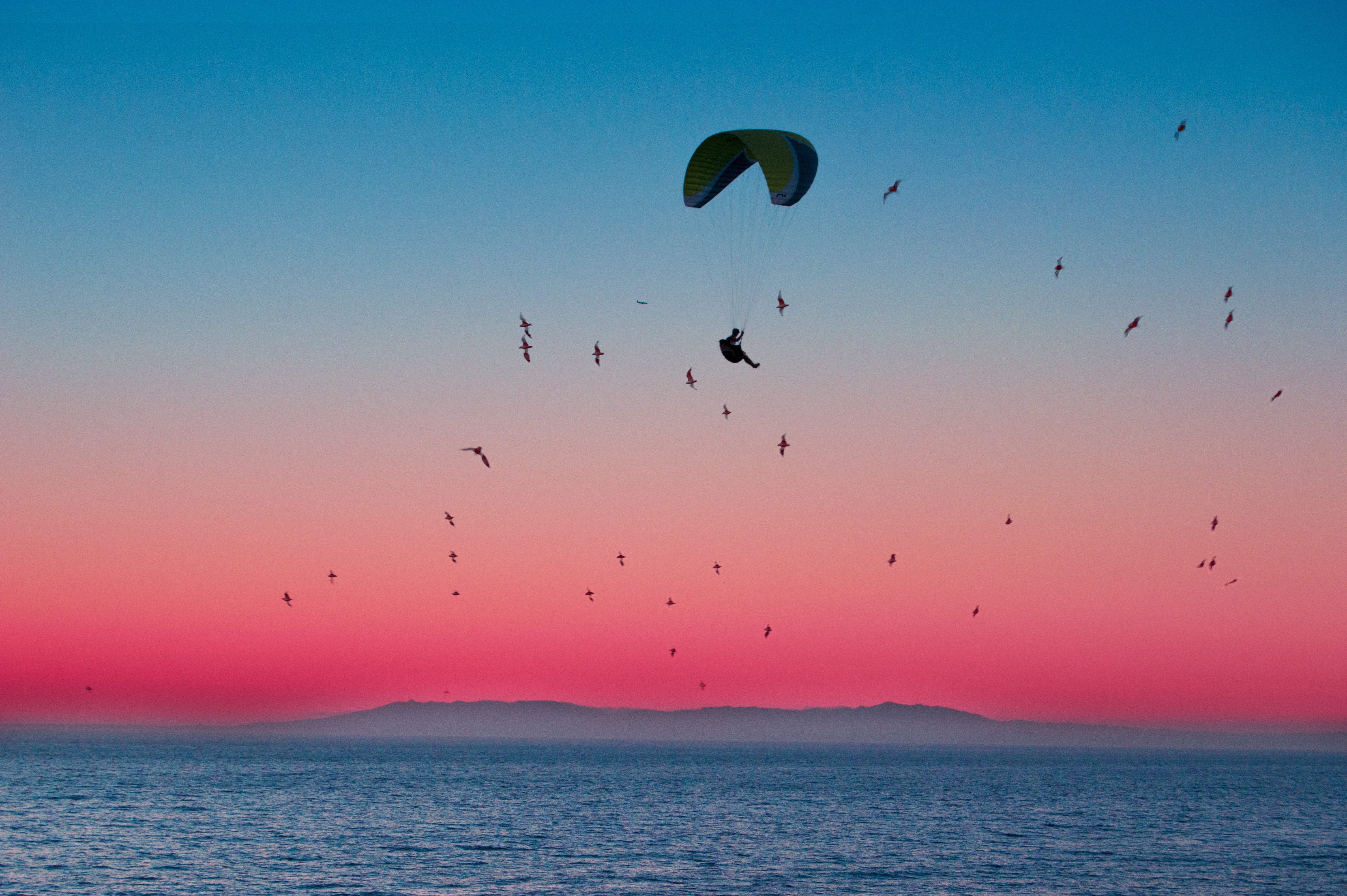 Paraglider flying over the ocean at sunset with birds HD Wallpaper