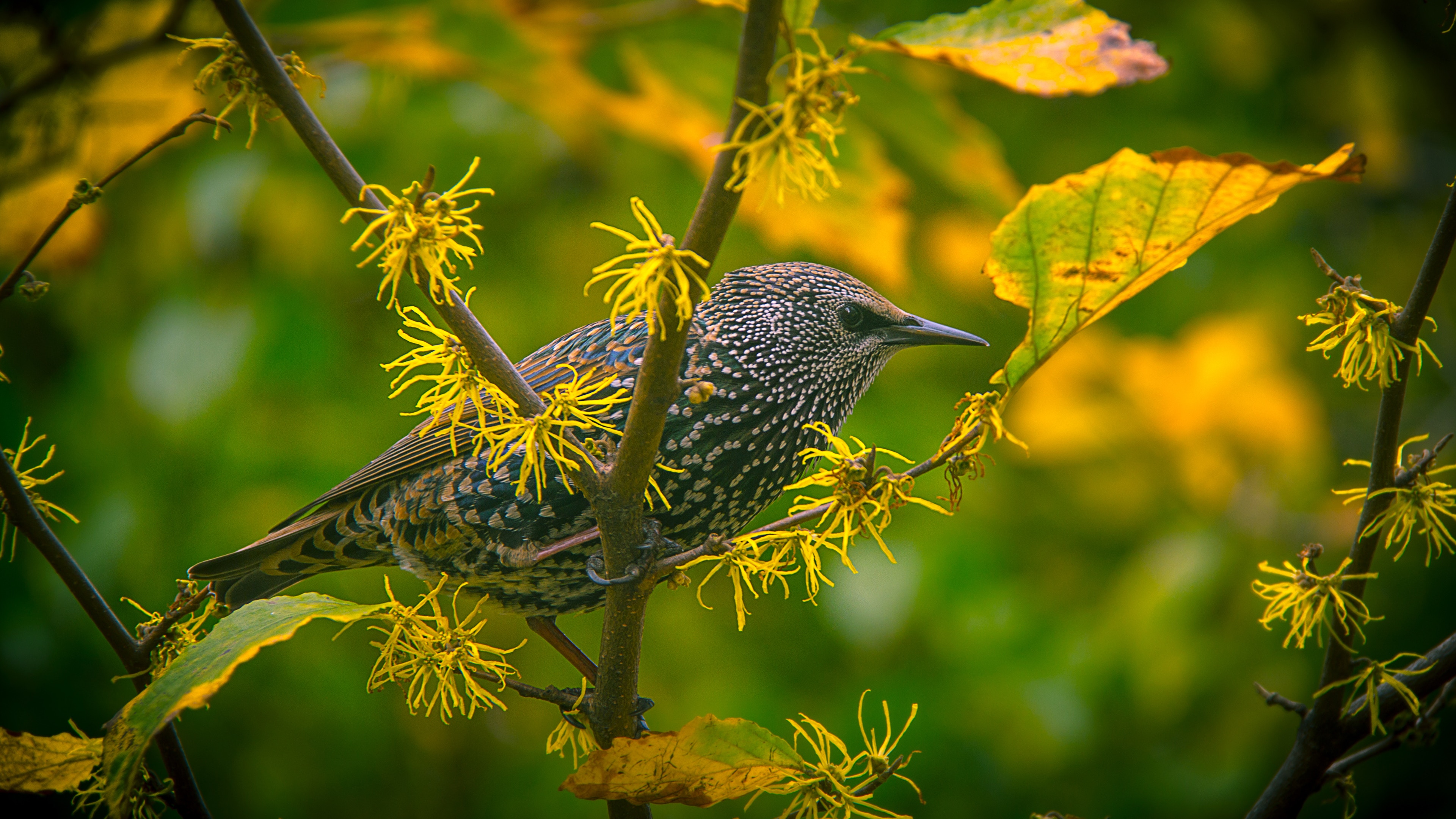 Speckled Bird Perched on Branch with Yellow Flowers HD Wallpaper