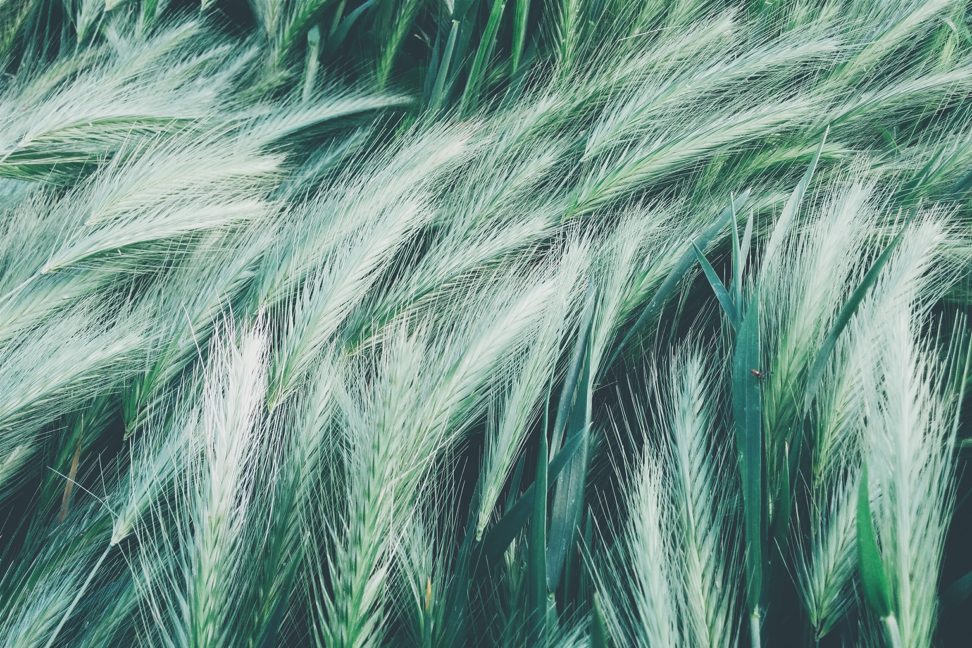 Close-up of green wheat stalks swaying in the wind HD Wallpaper