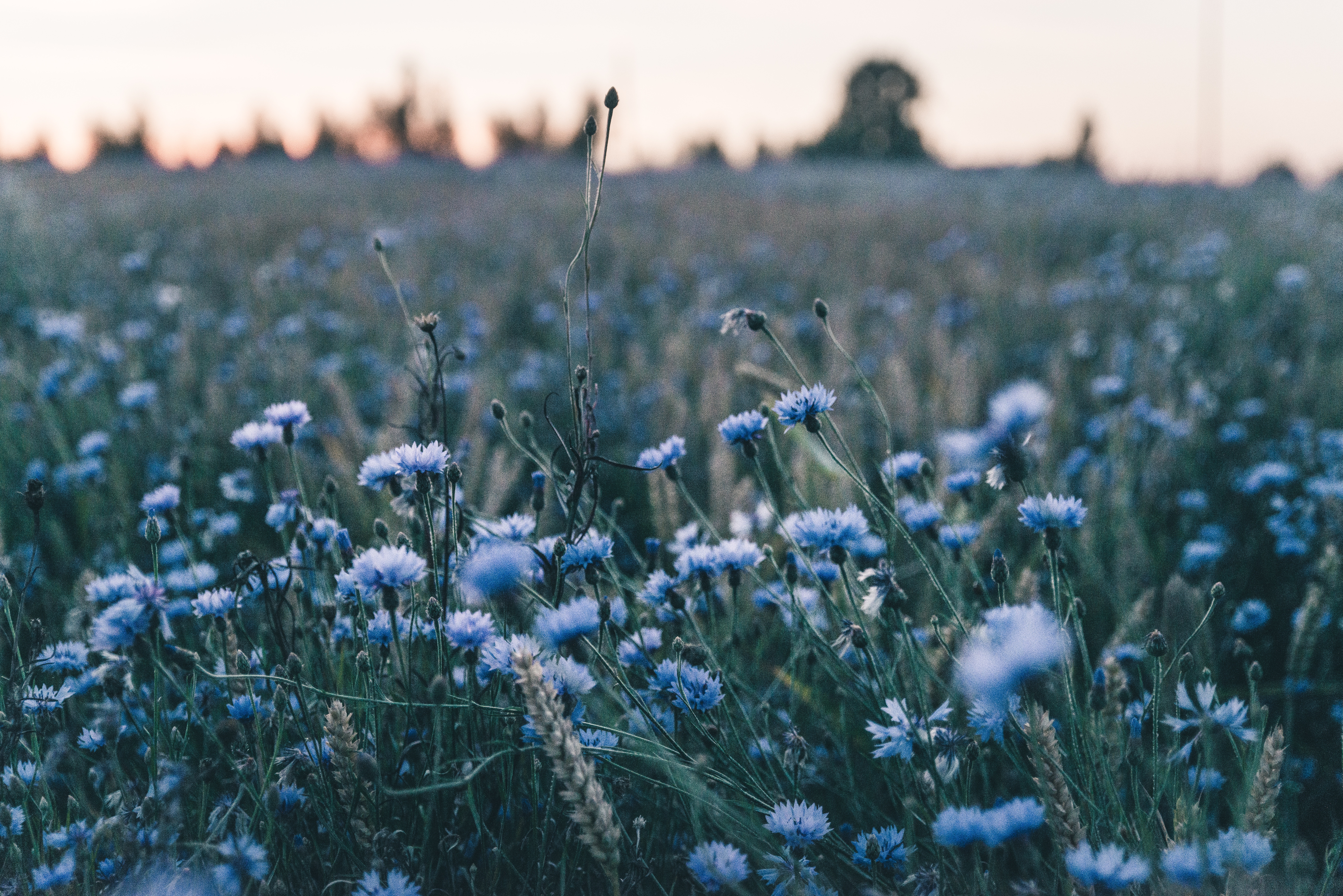 Field of blue cornflowers at sunset HD Wallpaper