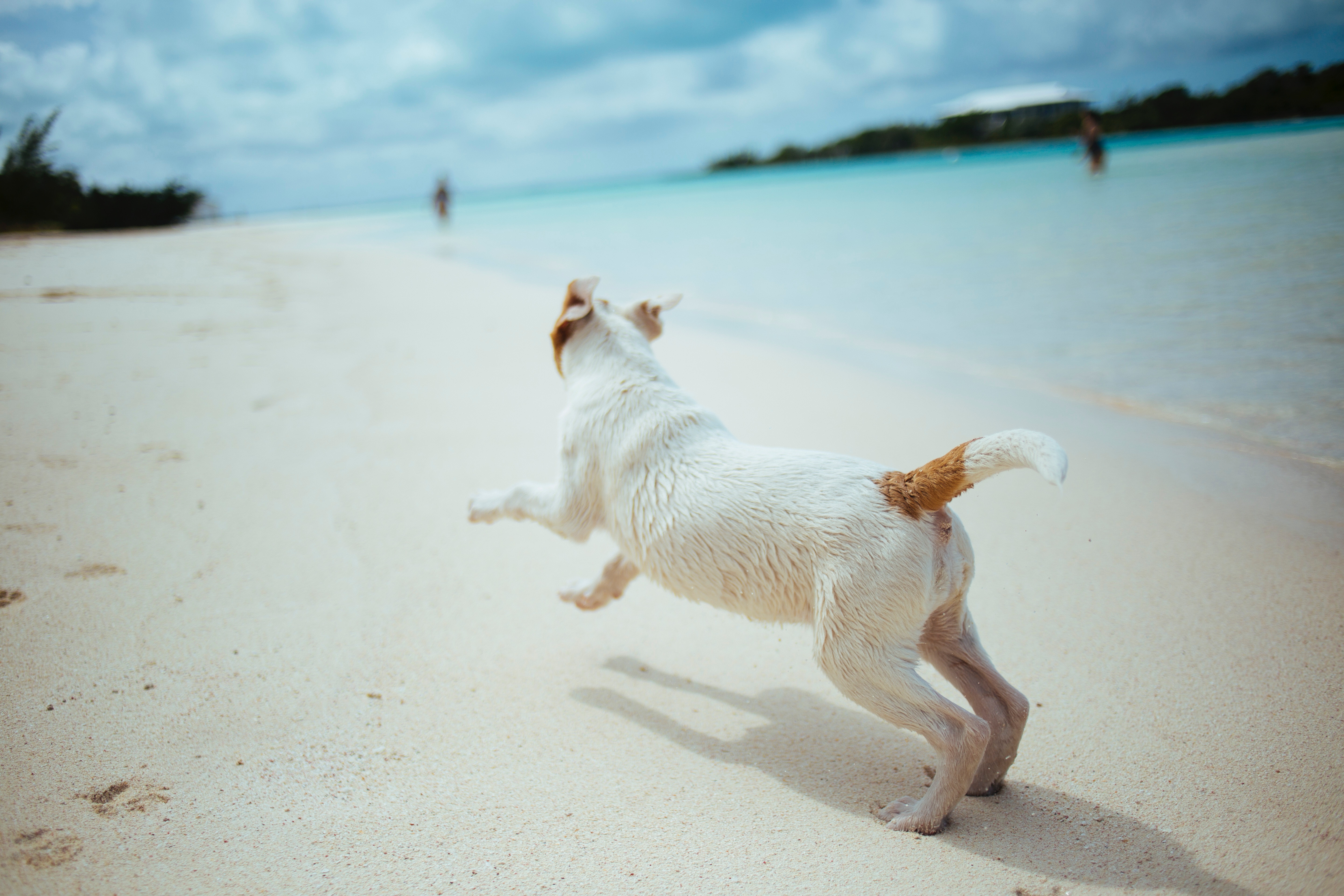 Dog running on a sandy beach near the ocean HD Wallpaper