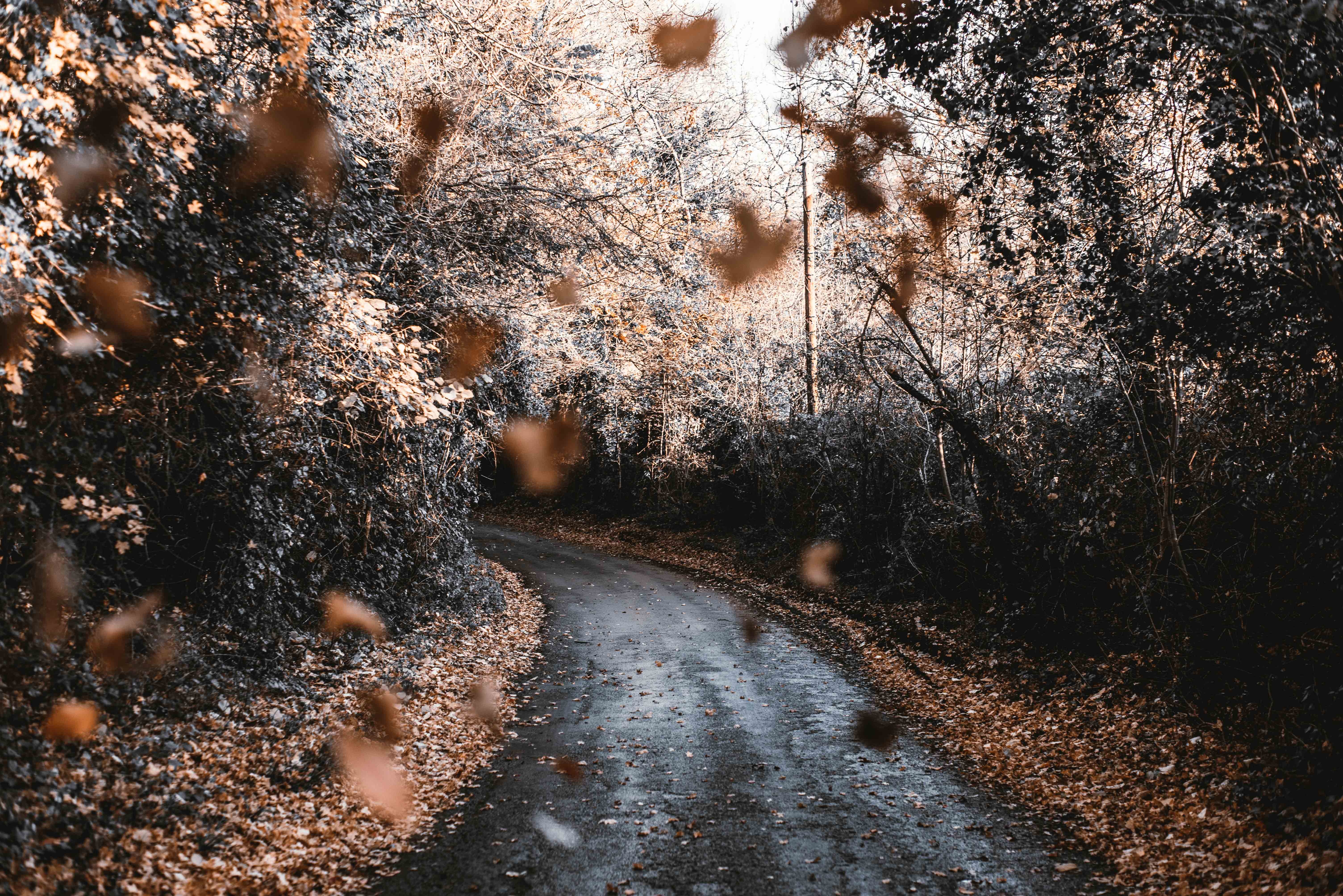 Autumn road through a forest with falling leaves HD Wallpaper