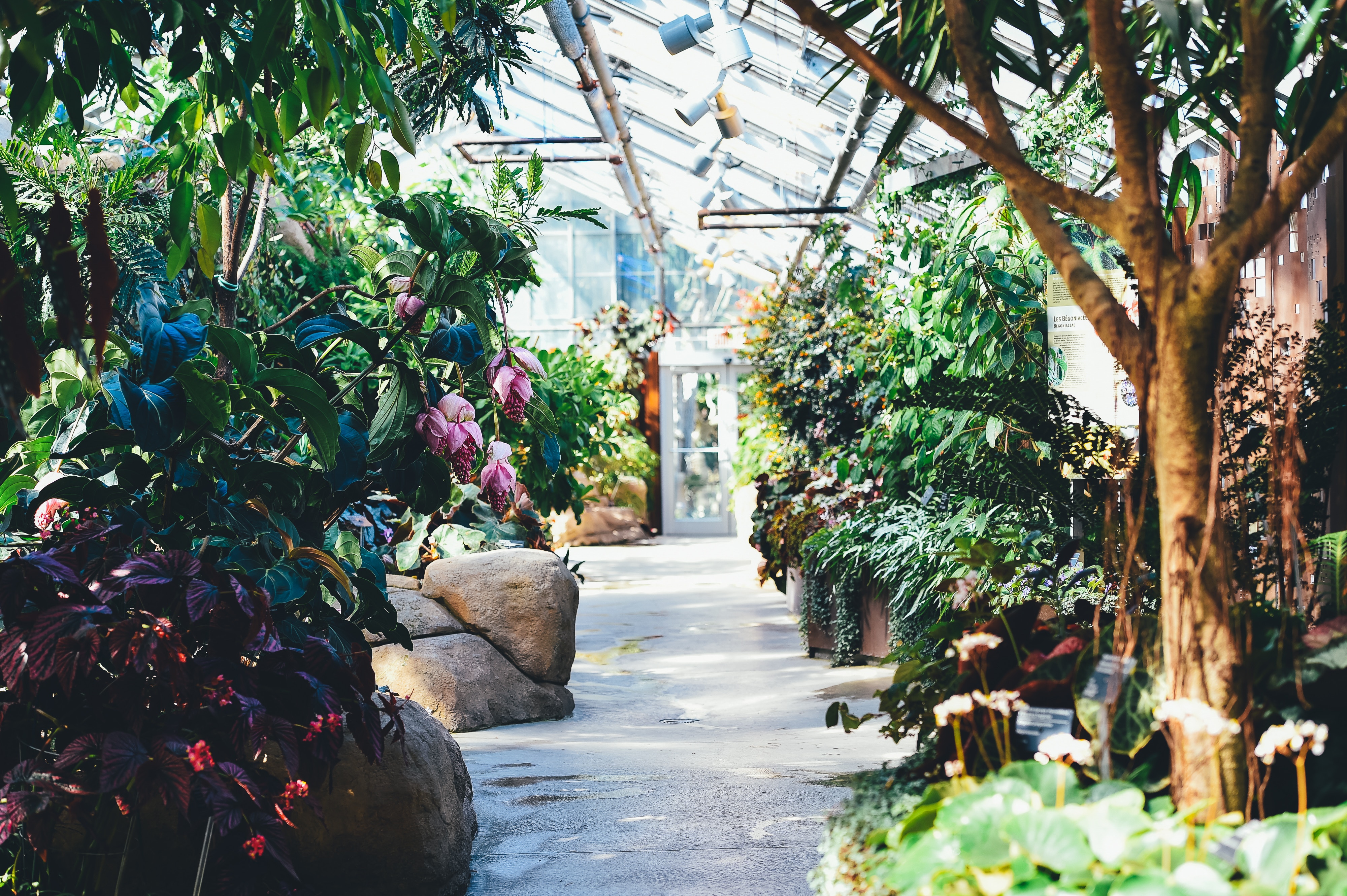 Greenhouse interior with plants and a path HD Wallpaper