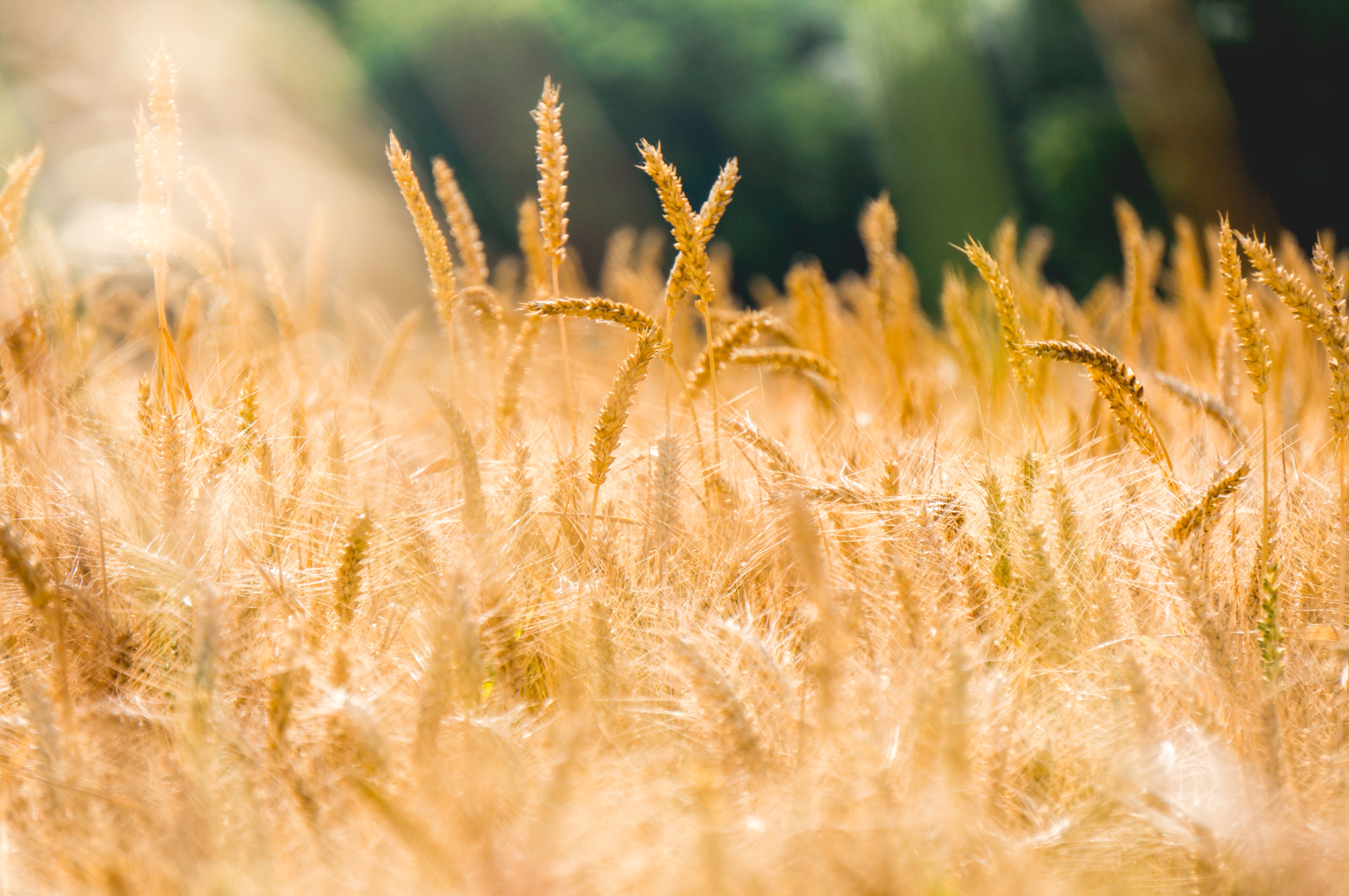 Golden wheat field in the countryside HD Wallpaper