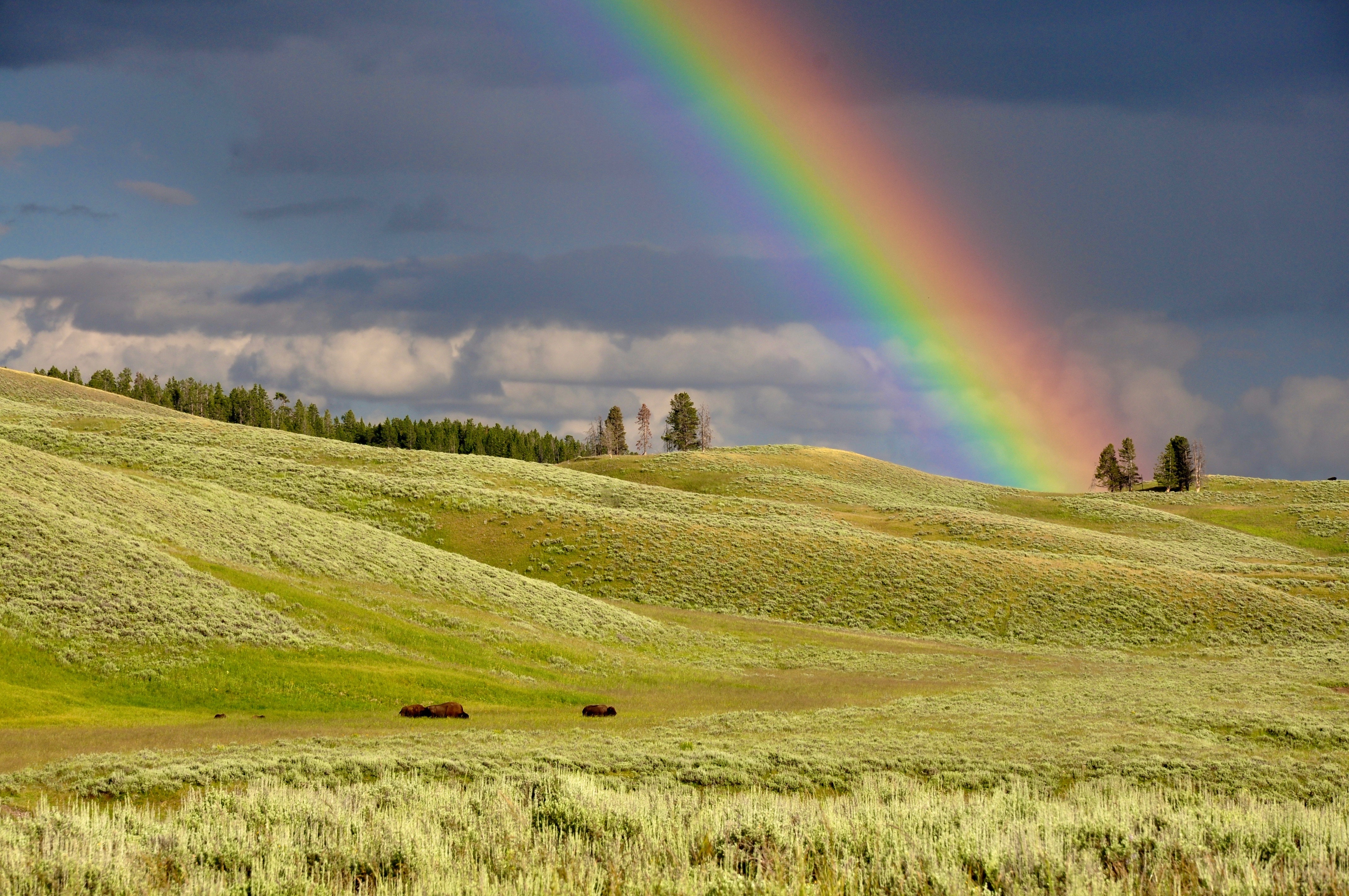 Rainbow over rolling hills with bison in Yellowstone HD Wallpaper