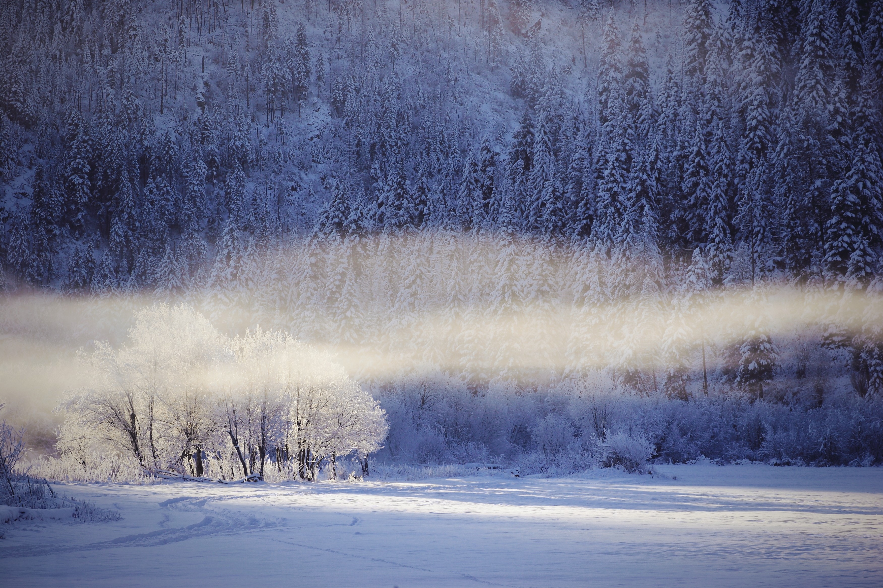 Snowy forest with mist and trees HD Wallpaper