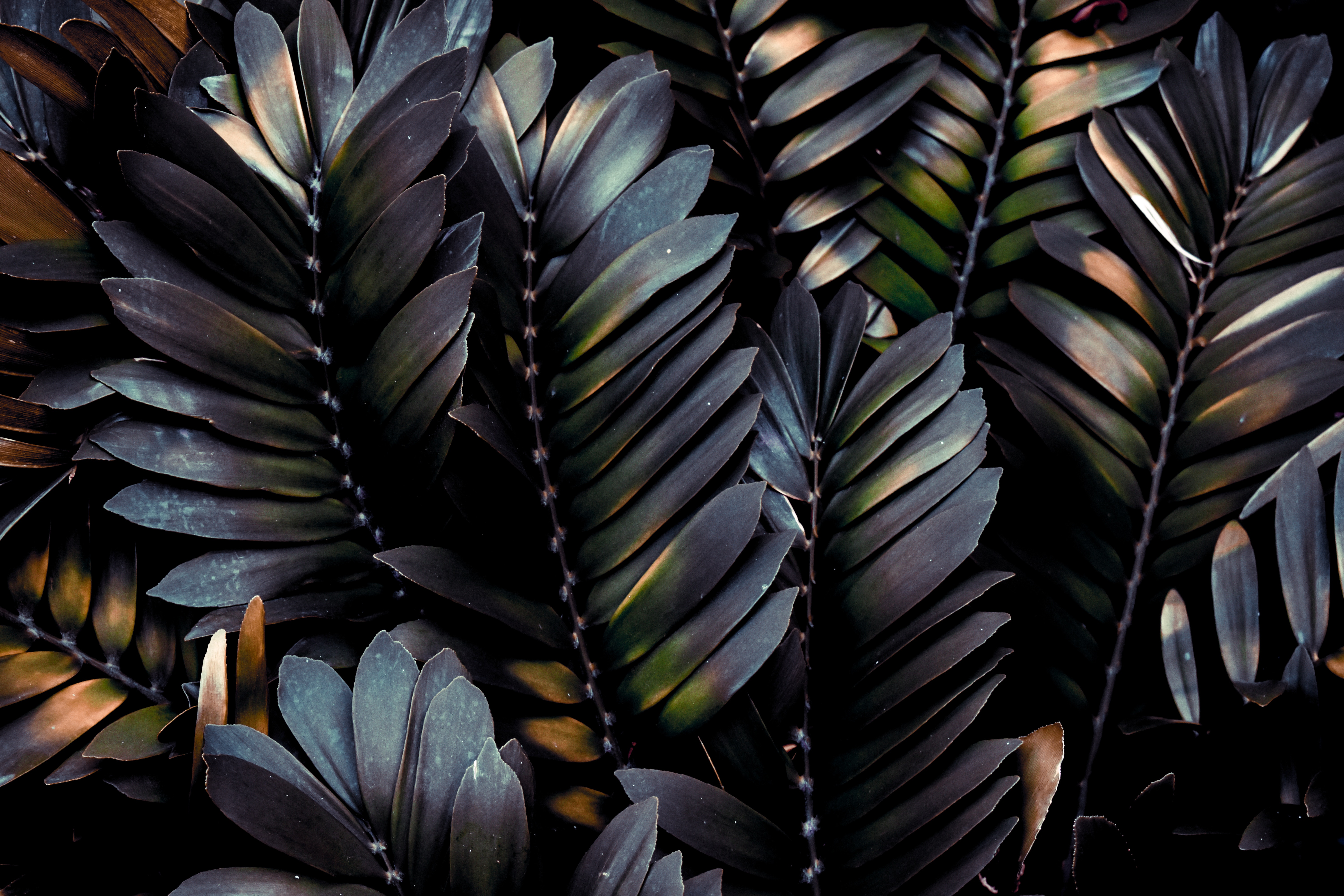 Dark Glossy Fern Leaves Pattern HD Wallpaper