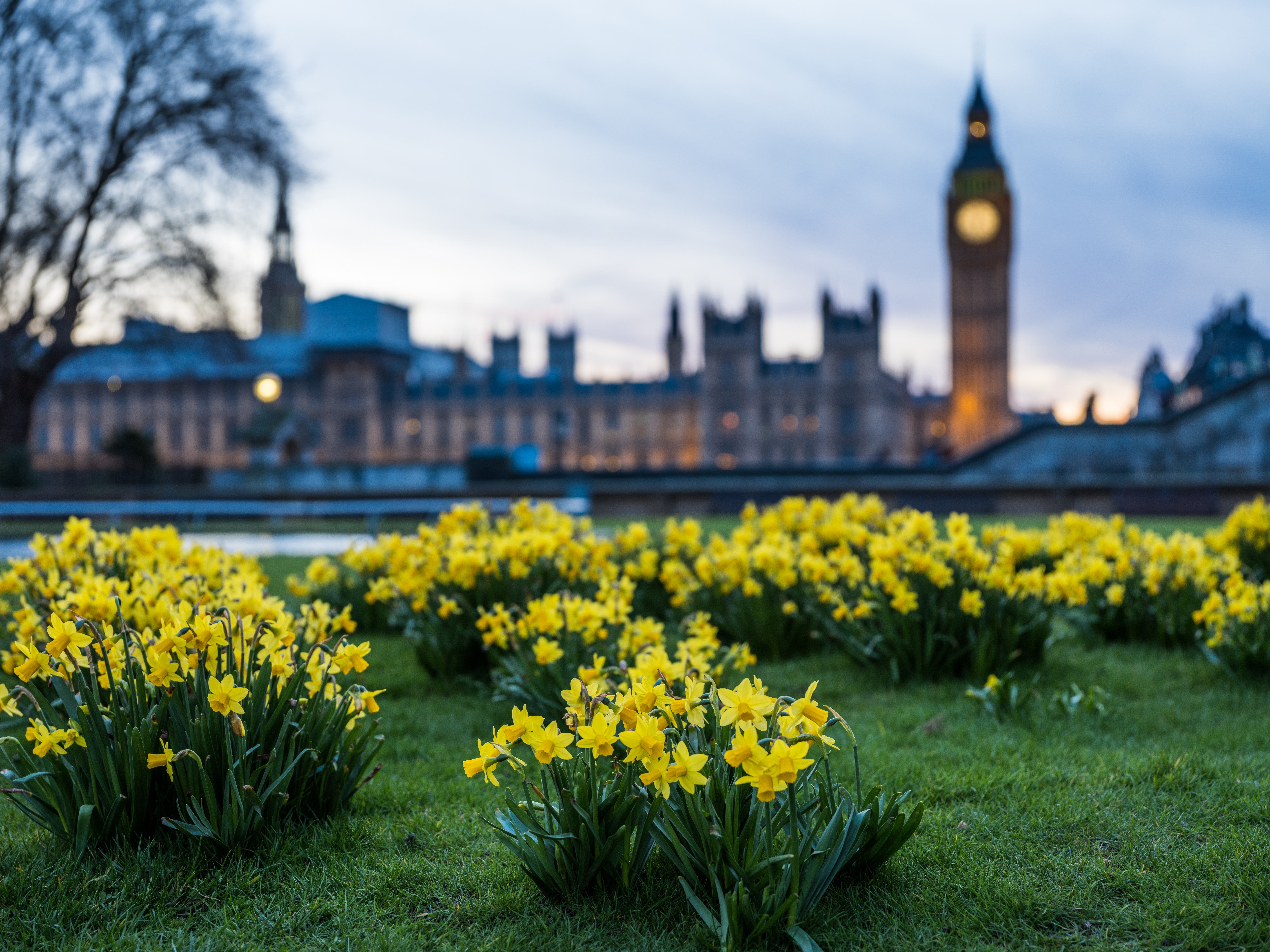 Yellow daffodils in front of Houses of Parliament and Big Ben HD Wallpaper